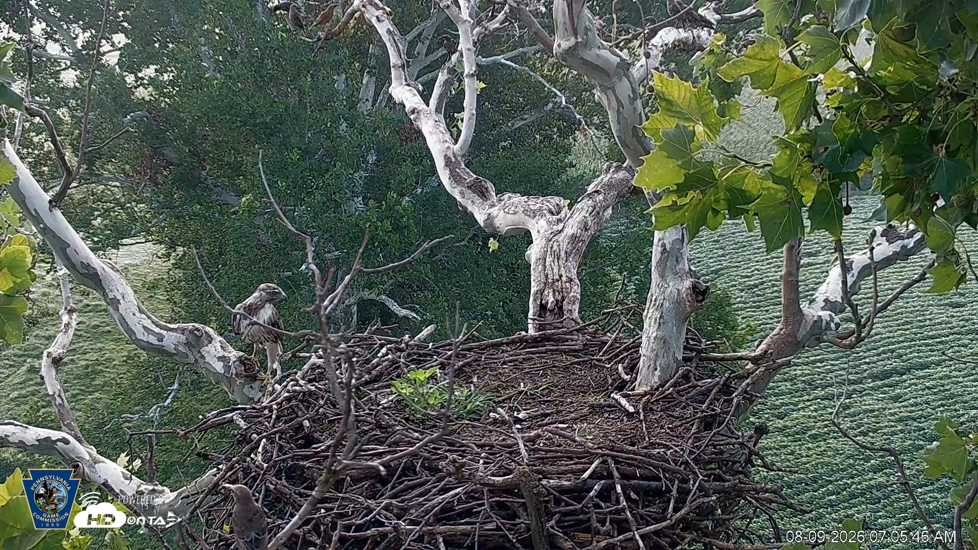 Snapshot of PA Farm Country Eagles Live Cams taken Aug 9, 2026, 7:06am EDT