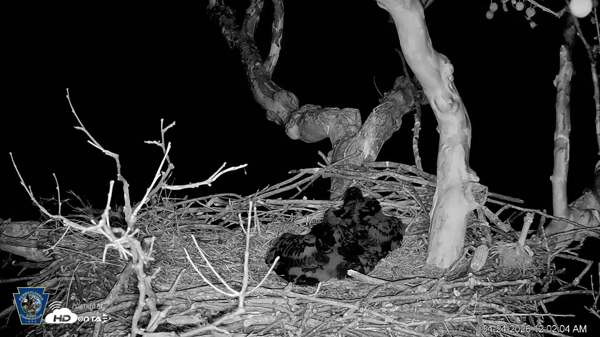 Snapshot of PA Farm Country Eagles Live Cams taken Apr 24, 2026, 12:03am EDT