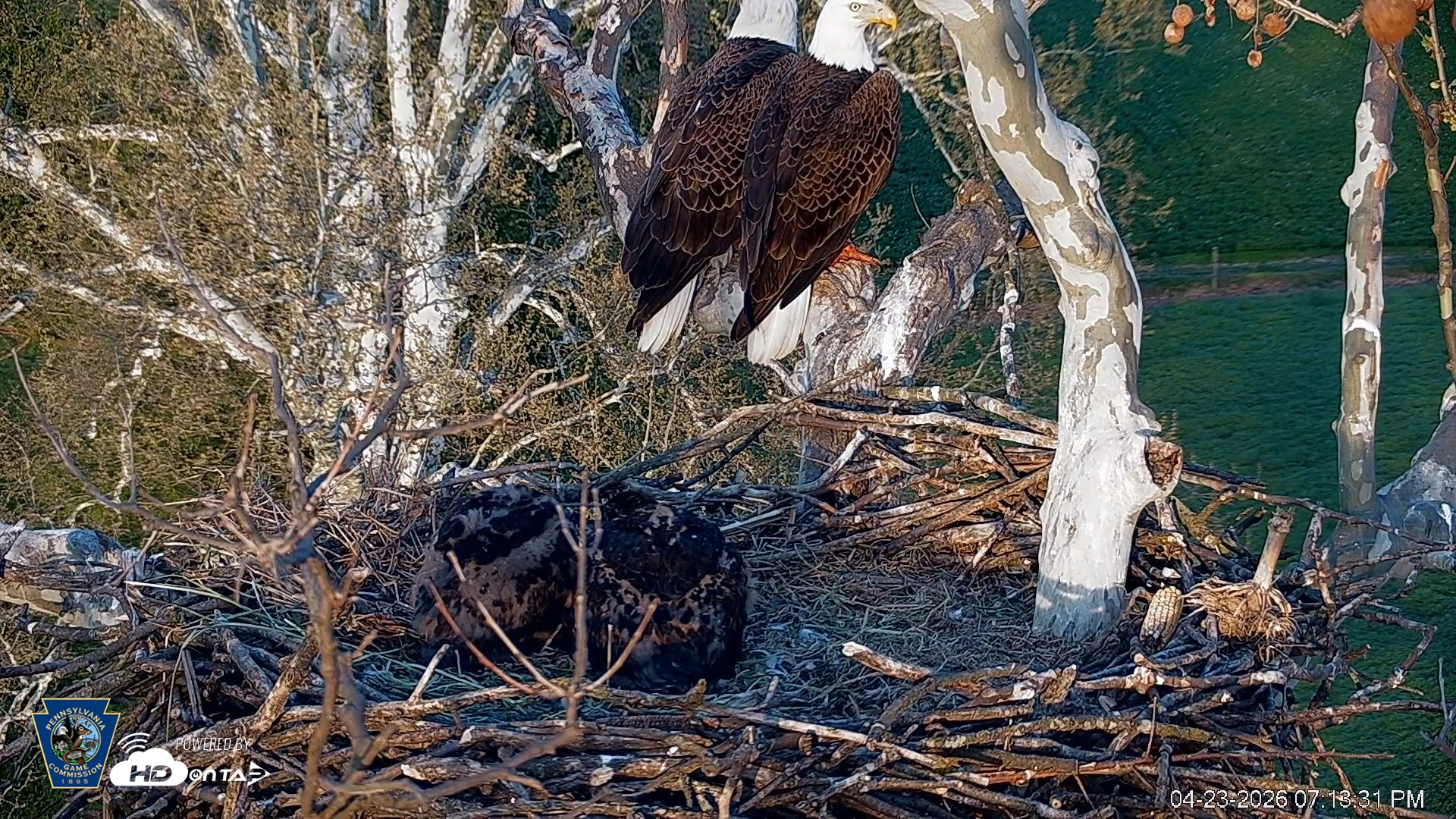 Snapshot of PA Farm Country Eagles Live Cams taken Apr 23, 2026, 7:14pm EDT