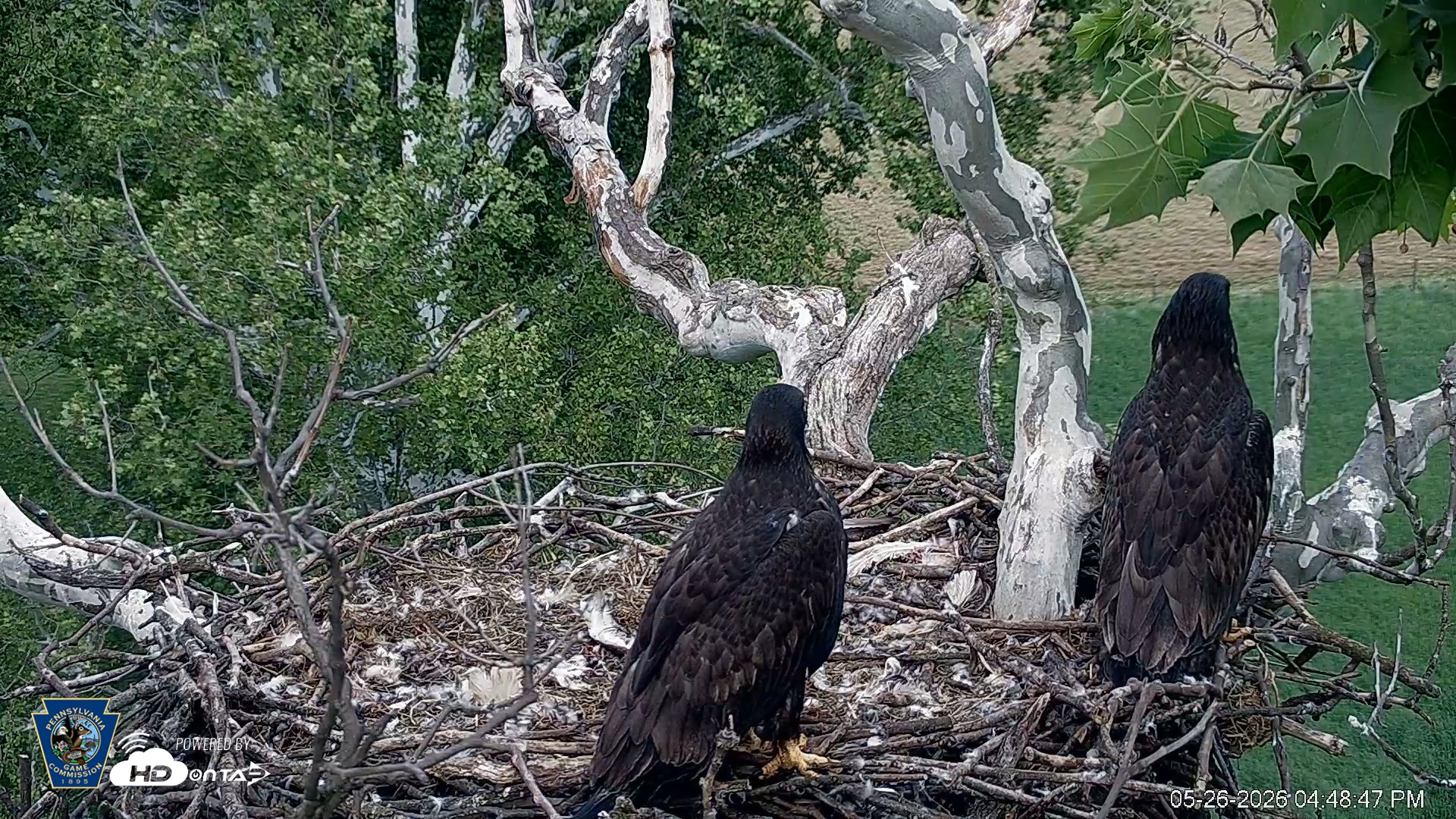 Snapshot of PA Farm Country Eagles Live Cams taken May 26, 2026, 4:49pm EDT