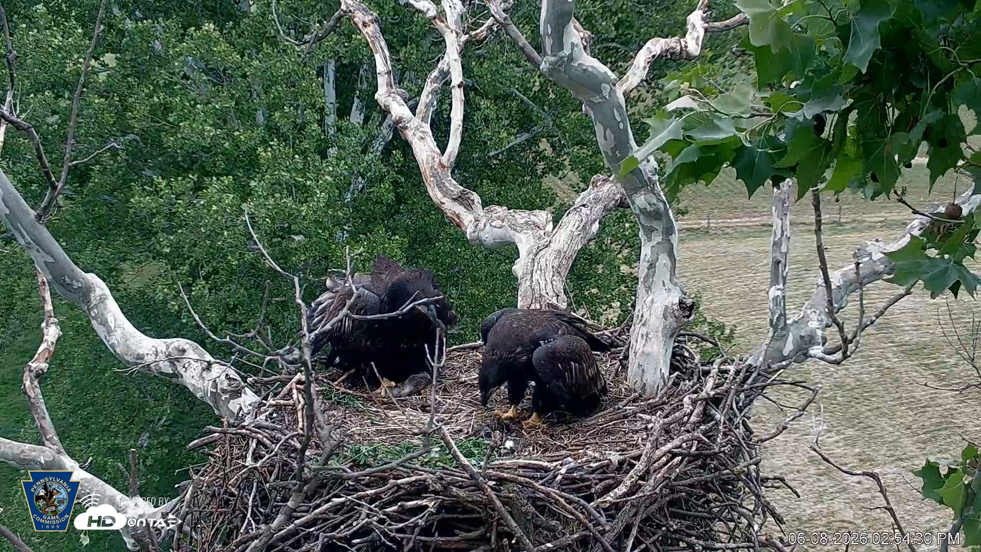 Snapshot of PA Farm Country Eagles Live Cams taken Jun 8, 2026, 2:55pm EDT