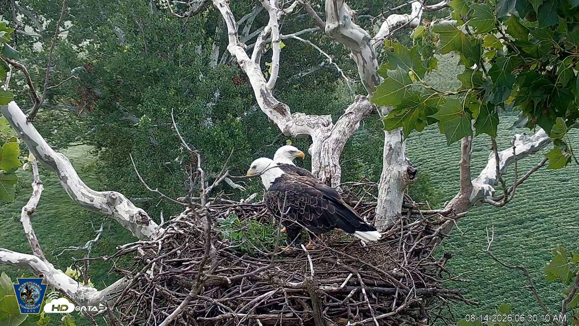 Snapshot of PA Farm Country Eagles Live Cams taken Aug 14, 2026, 6:31am EDT