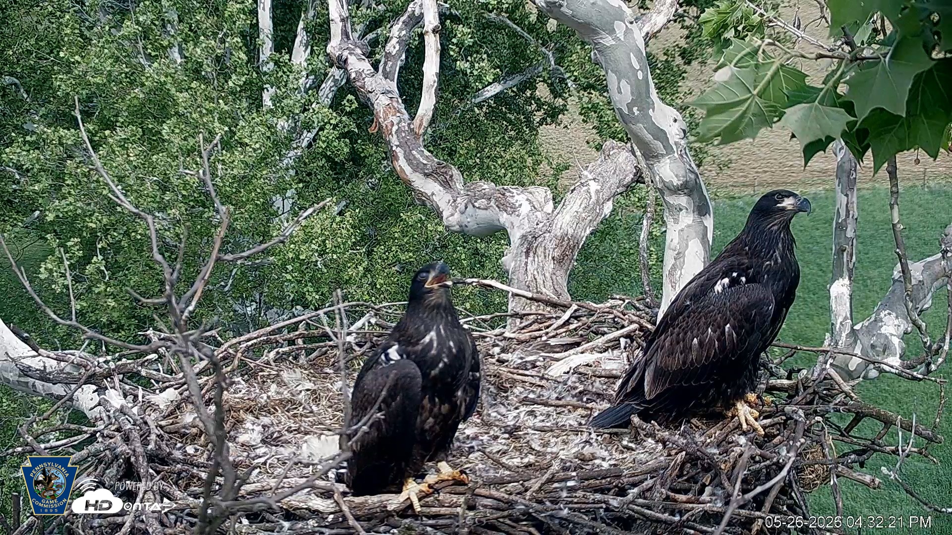 Snapshot of PA Farm Country Eagles Live Cams taken May 26, 2026, 4:33pm EDT