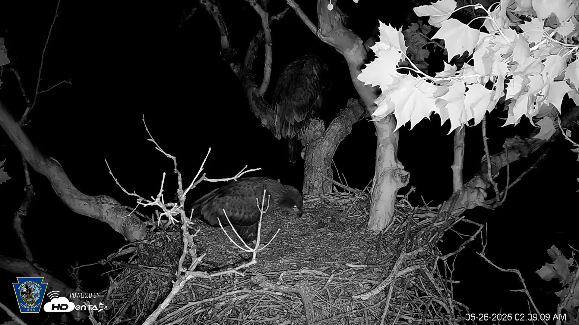 Snapshot of PA Farm Country Eagles Live Cams taken Jun 26, 2026, 2:10am EDT