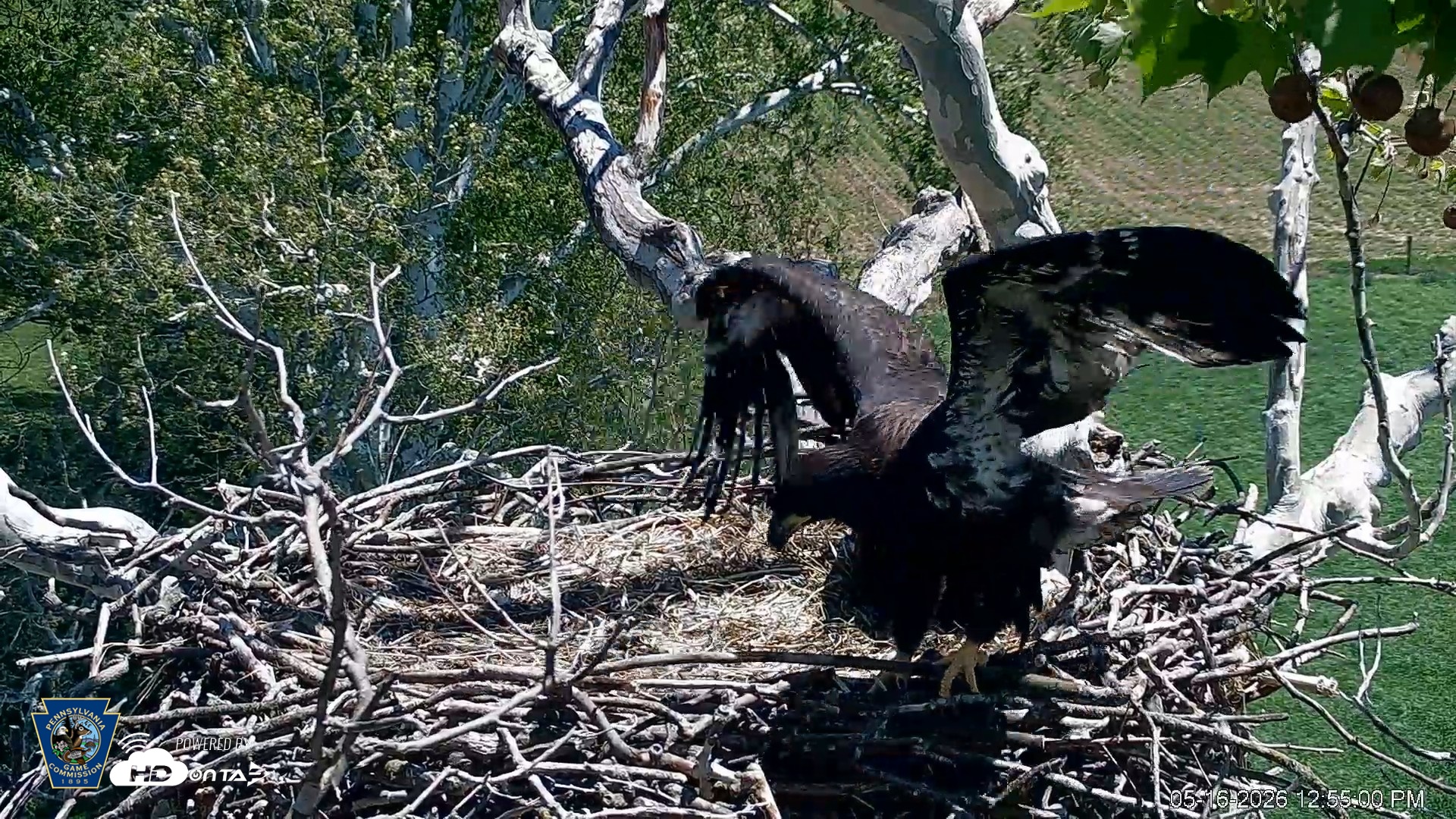 Snapshot of PA Farm Country Eagles Live Cams taken May 16, 2026, 12:55pm EDT