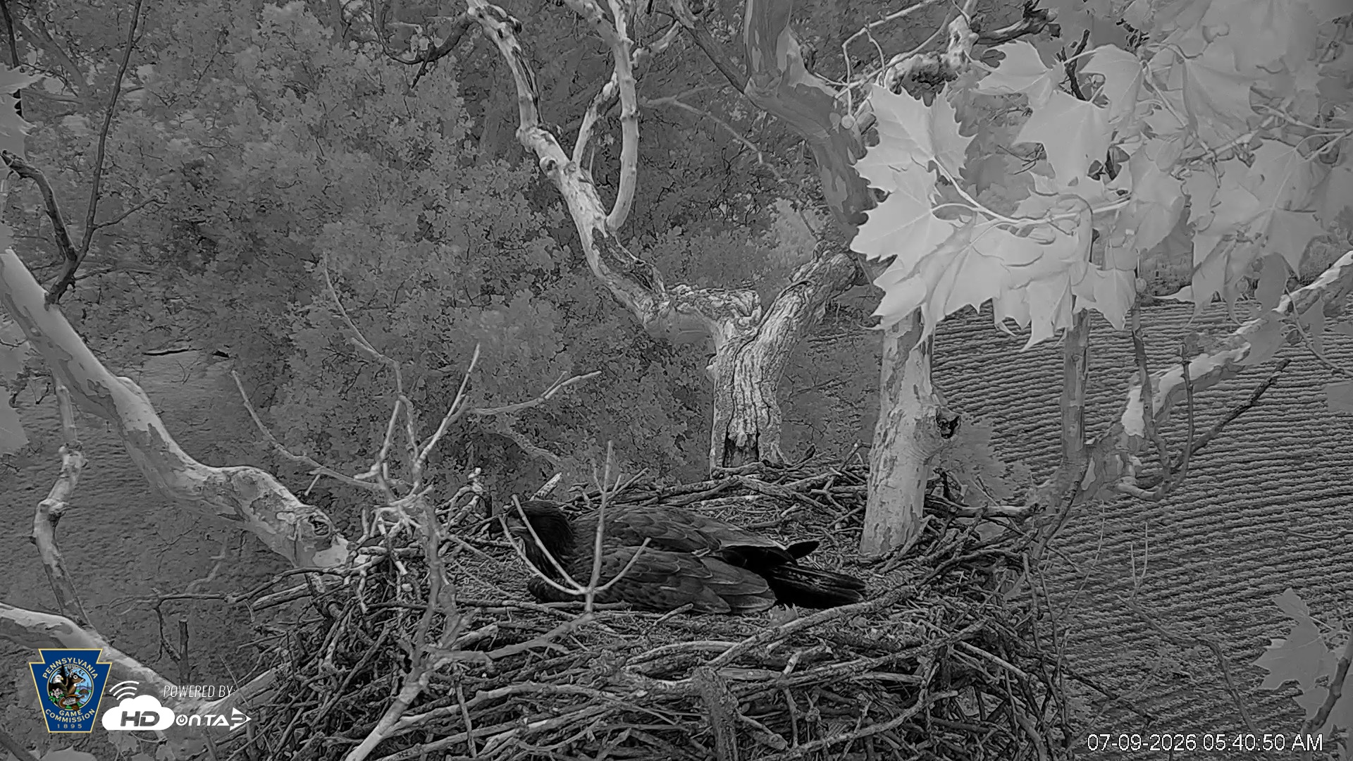 Snapshot of PA Farm Country Eagles Live Cams taken Jul 9, 2026, 5:41am EDT
