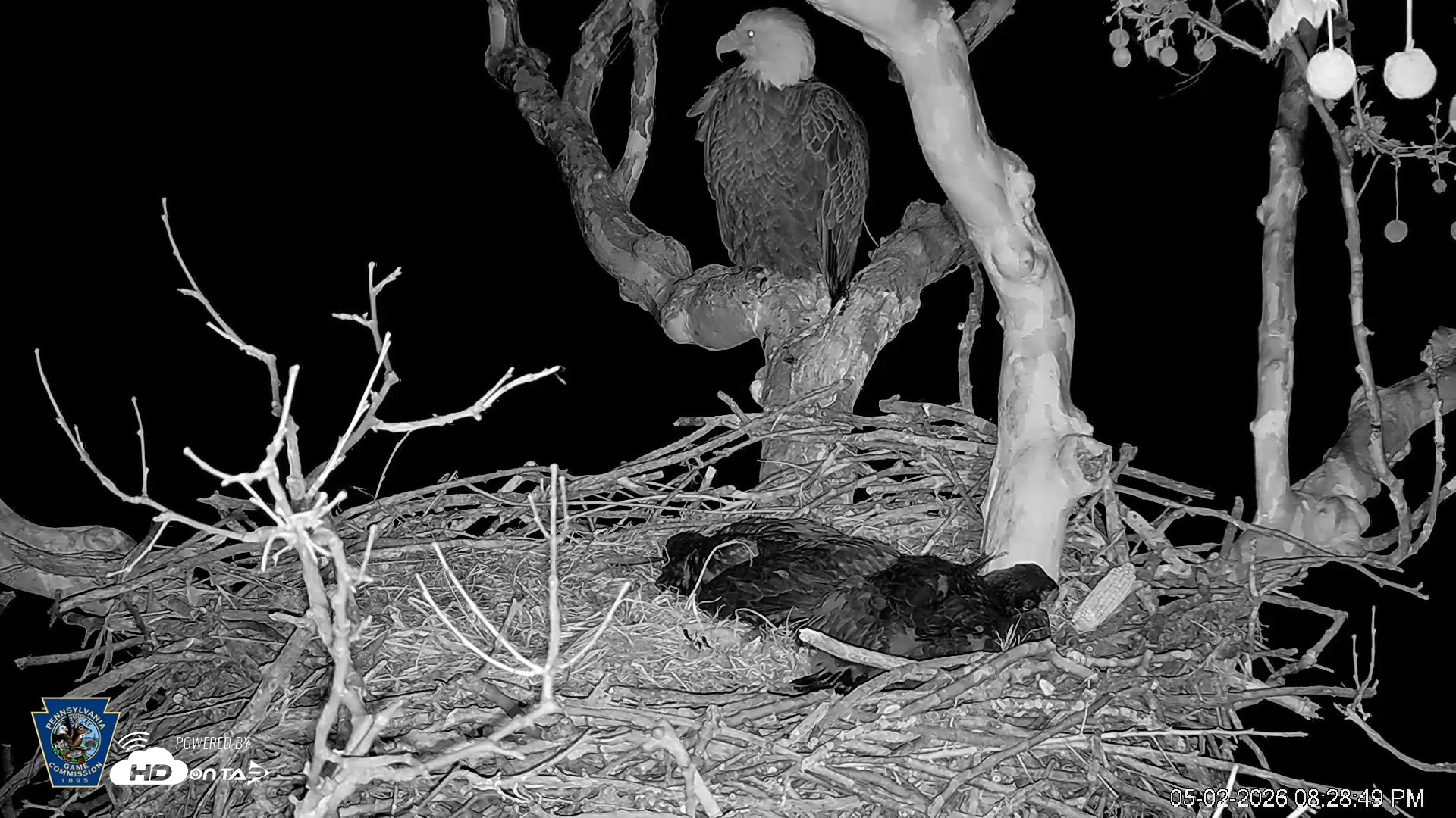 Snapshot of PA Farm Country Eagles Live Cams taken May 2, 2026, 8:29pm EDT