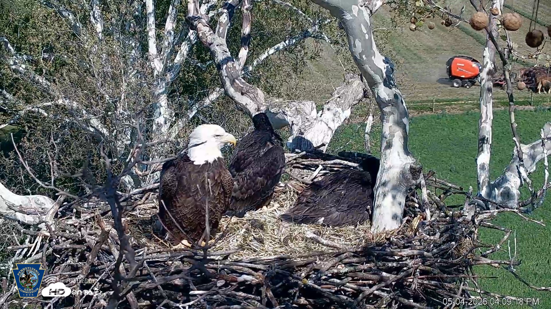 Snapshot of PA Farm Country Eagles Live Cams taken May 4, 2026, 4:10pm EDT