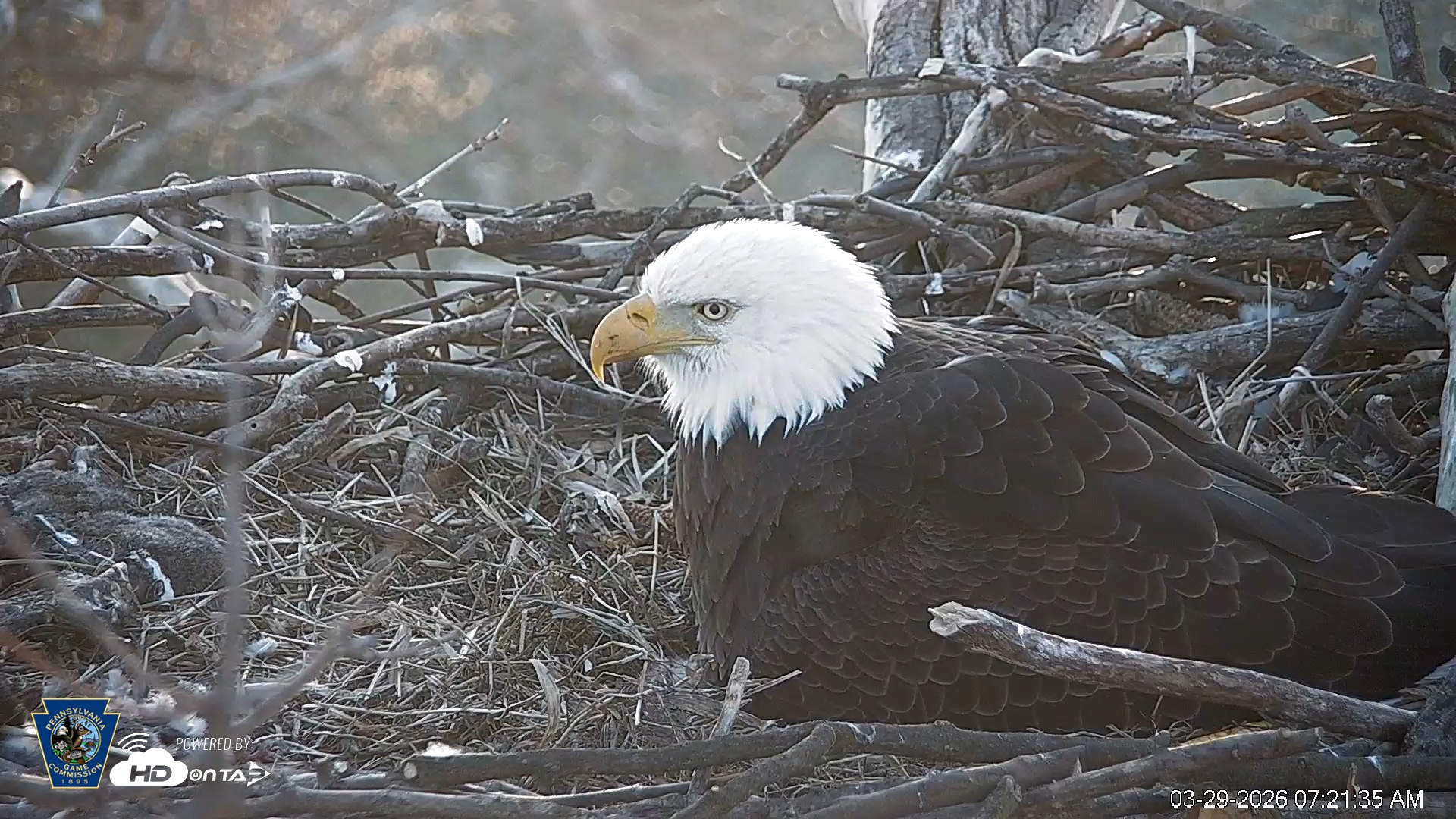 Snapshot of PA Farm Country Eagles Live Cams taken Mar 29, 2026, 7:22am EDT