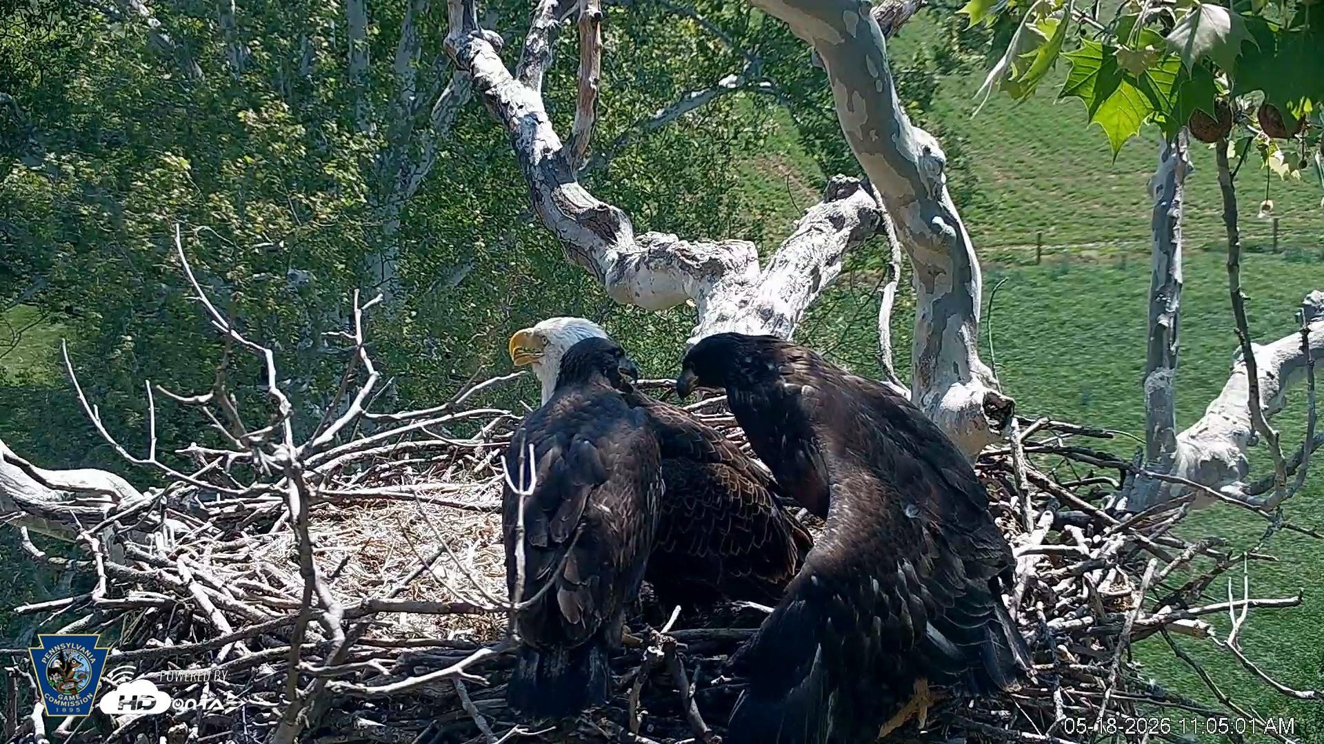 Snapshot of PA Farm Country Eagles Live Cams taken May 18, 2026, 11:05am EDT
