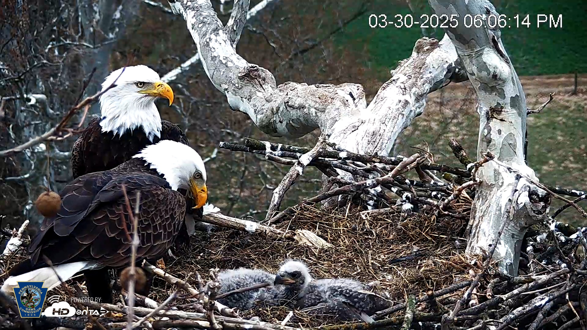 Snapshot of PA Farm Country Eagles Live Cams taken Mar 30, 2025, 6:07pm EDT
