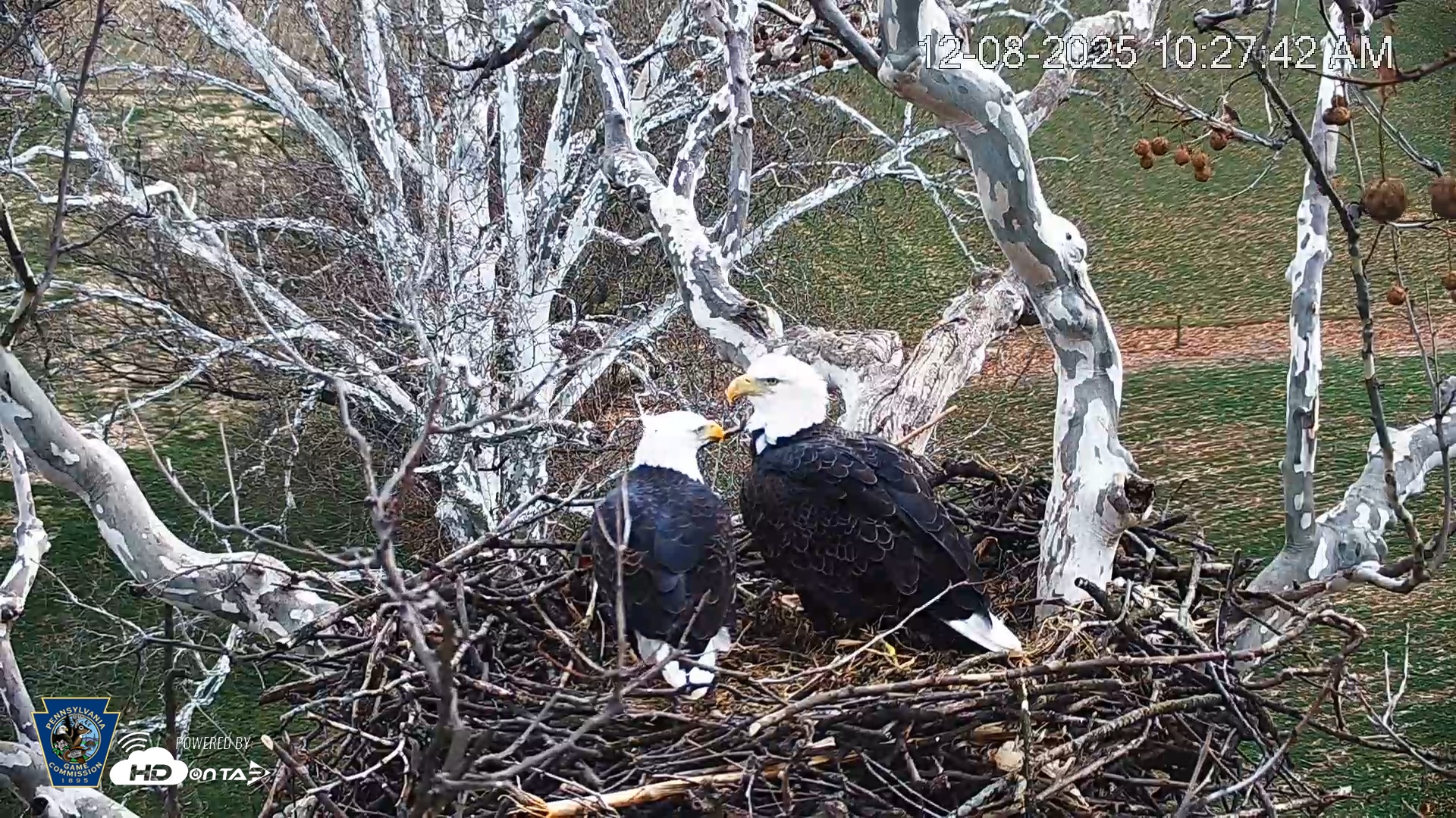 Snapshot of PA Farm Country Eagles Live Cams taken Dec 8, 2025, 10:28am EST