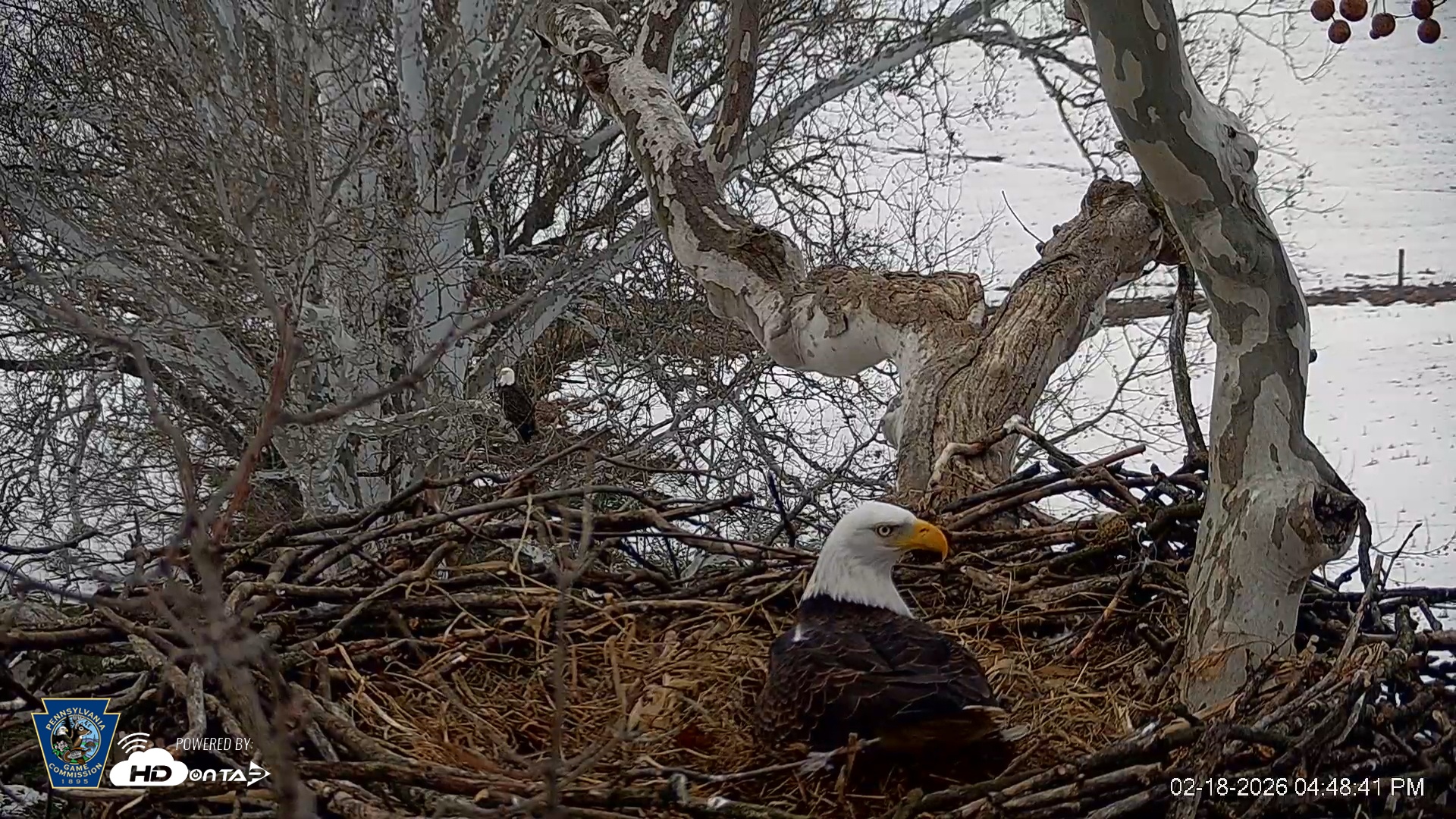 Snapshot of PA Farm Country Eagles Live Cams taken Feb 18, 2026, 4:49pm EST