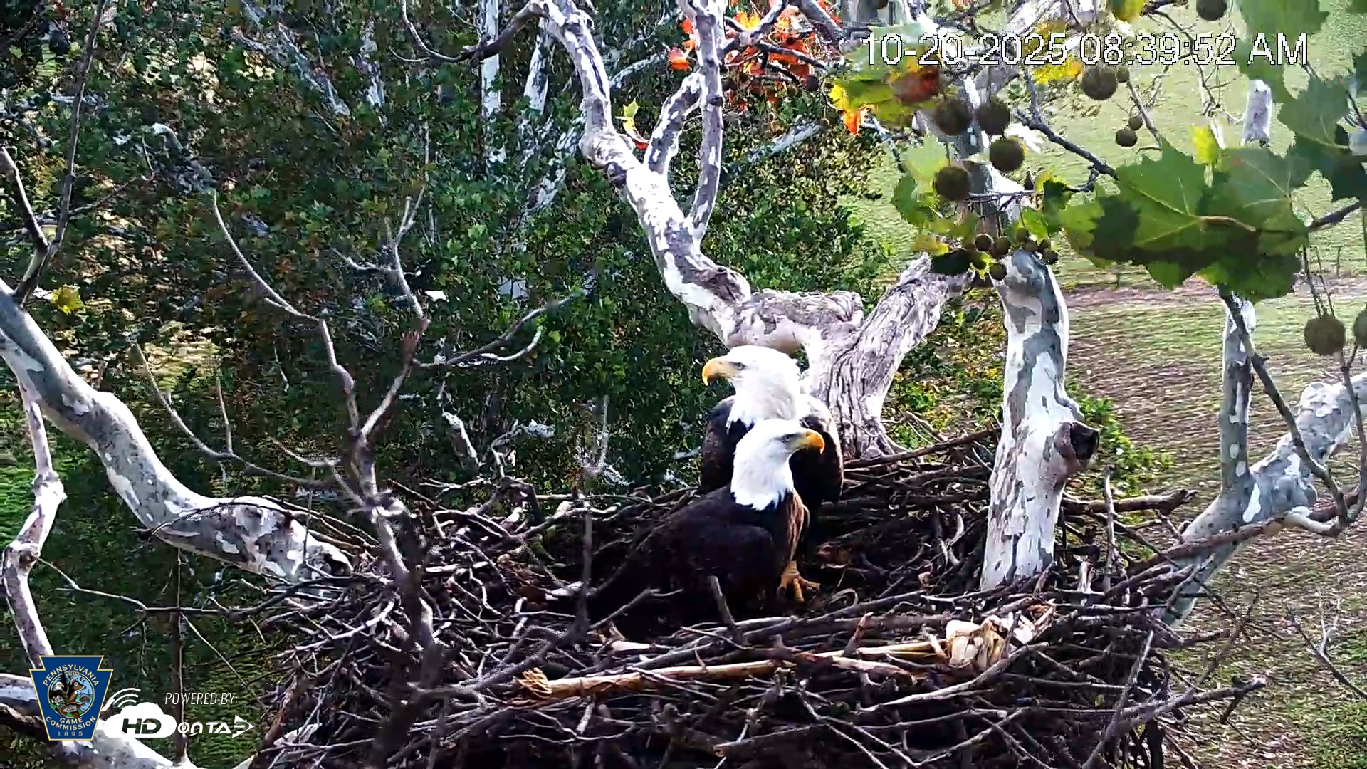 Snapshot of PA Farm Country Eagles Live Cams taken Oct 20, 2025, 8:40am EDT