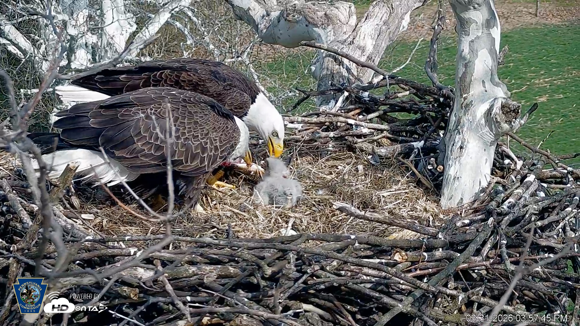 Snapshot of PA Farm Country Eagles Live Cams taken Mar 31, 2026, 3:58pm EDT