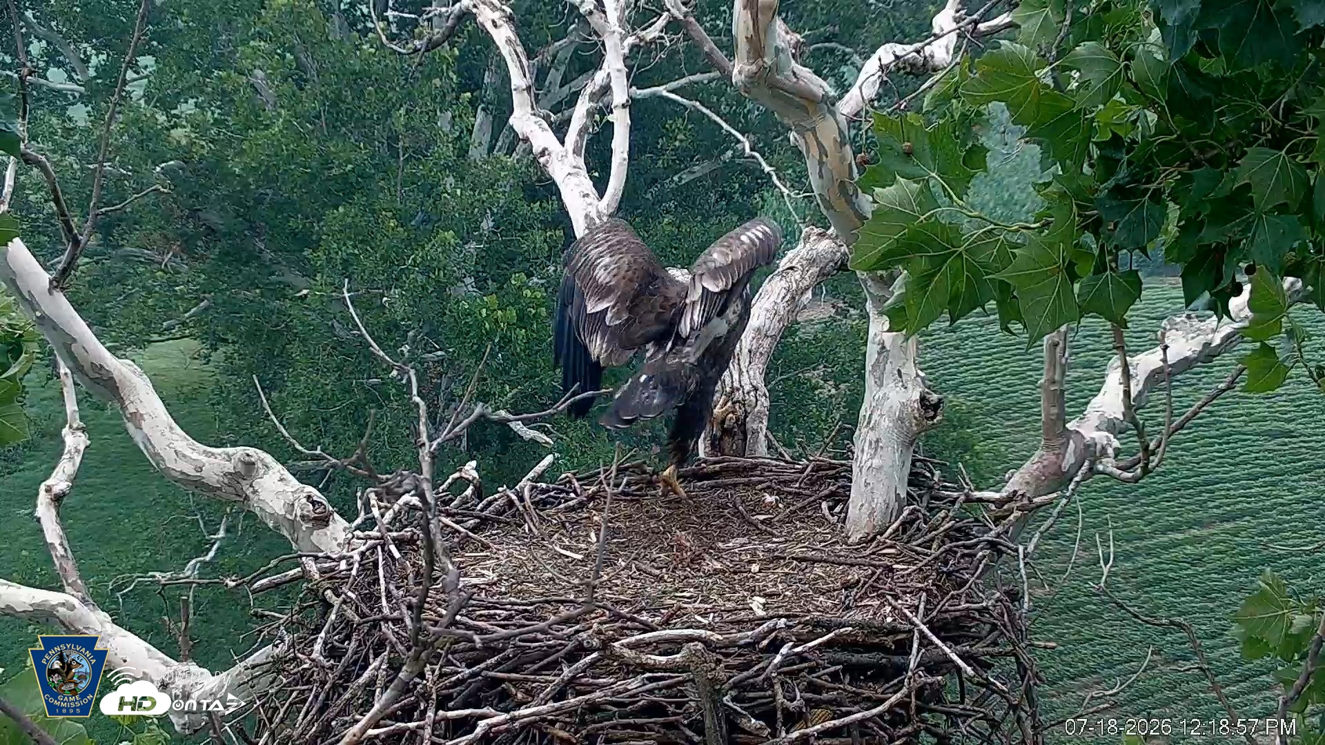 Snapshot of PA Farm Country Eagles Live Cams taken Jul 18, 2026, 12:20pm EDT