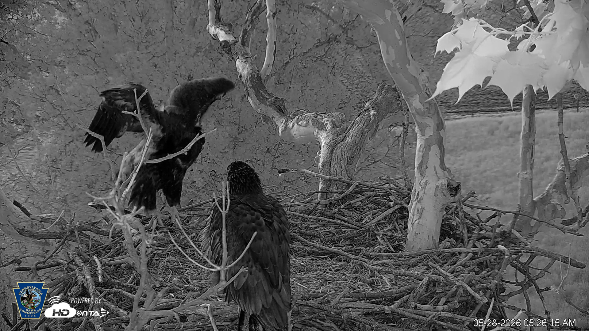 Snapshot of PA Farm Country Eagles Live Cams taken May 28, 2026, 5:26am EDT