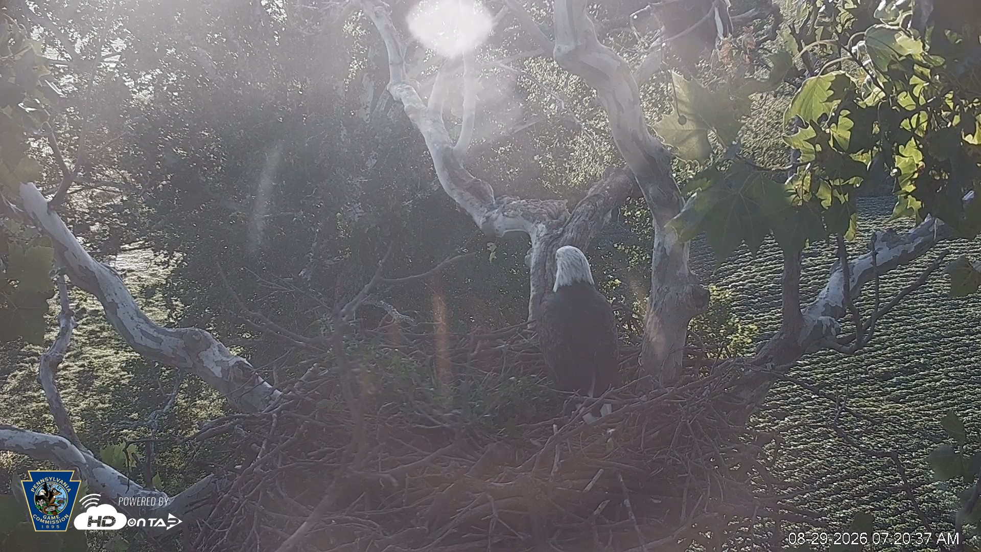 Snapshot of PA Farm Country Eagles Live Cams taken Aug 29, 2026, 7:21am EDT