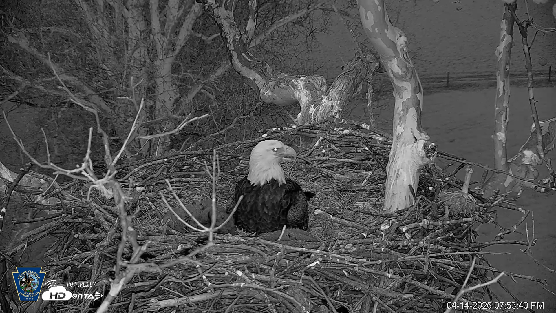 Snapshot of PA Farm Country Eagles Live Cams taken Apr 14, 2026, 7:55pm EDT