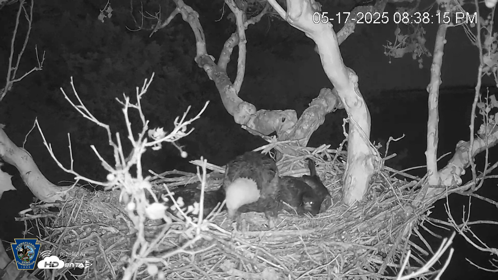 Snapshot of PA Farm Country Eagles Live Cams taken May 17, 2025, 8:39pm EDT