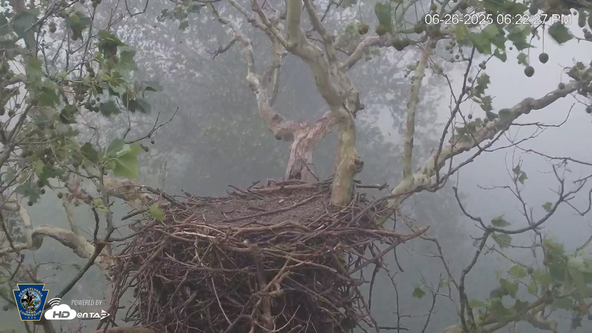 Snapshot of PA Farm Country Eagles Live Cams taken Jun 26, 2025, 6:22pm EDT