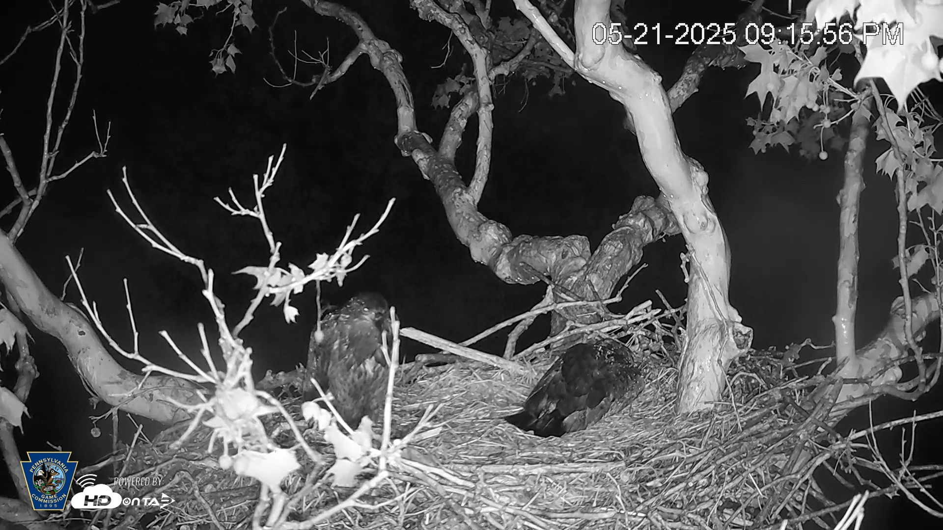 Snapshot of PA Farm Country Eagles Live Cams taken May 21, 2025, 9:16pm EDT