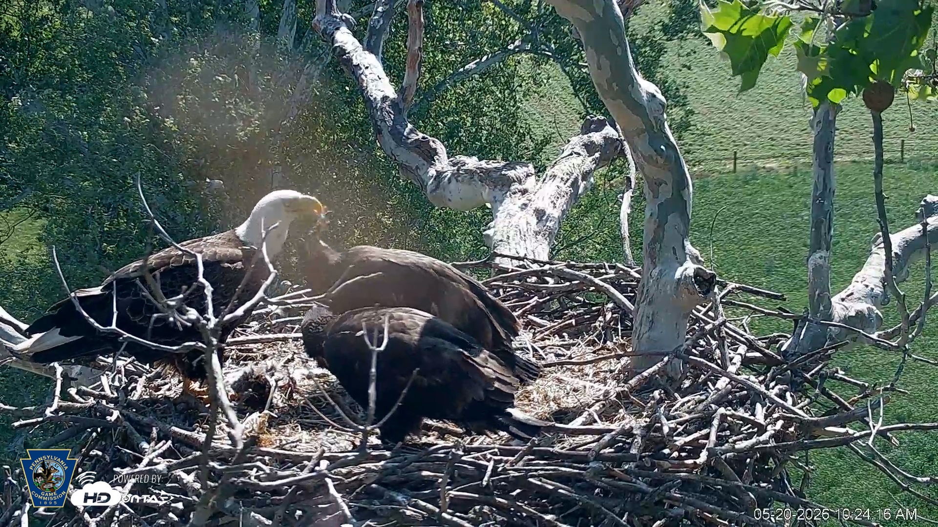 Snapshot of PA Farm Country Eagles Live Cams taken May 20, 2026, 10:25am EDT