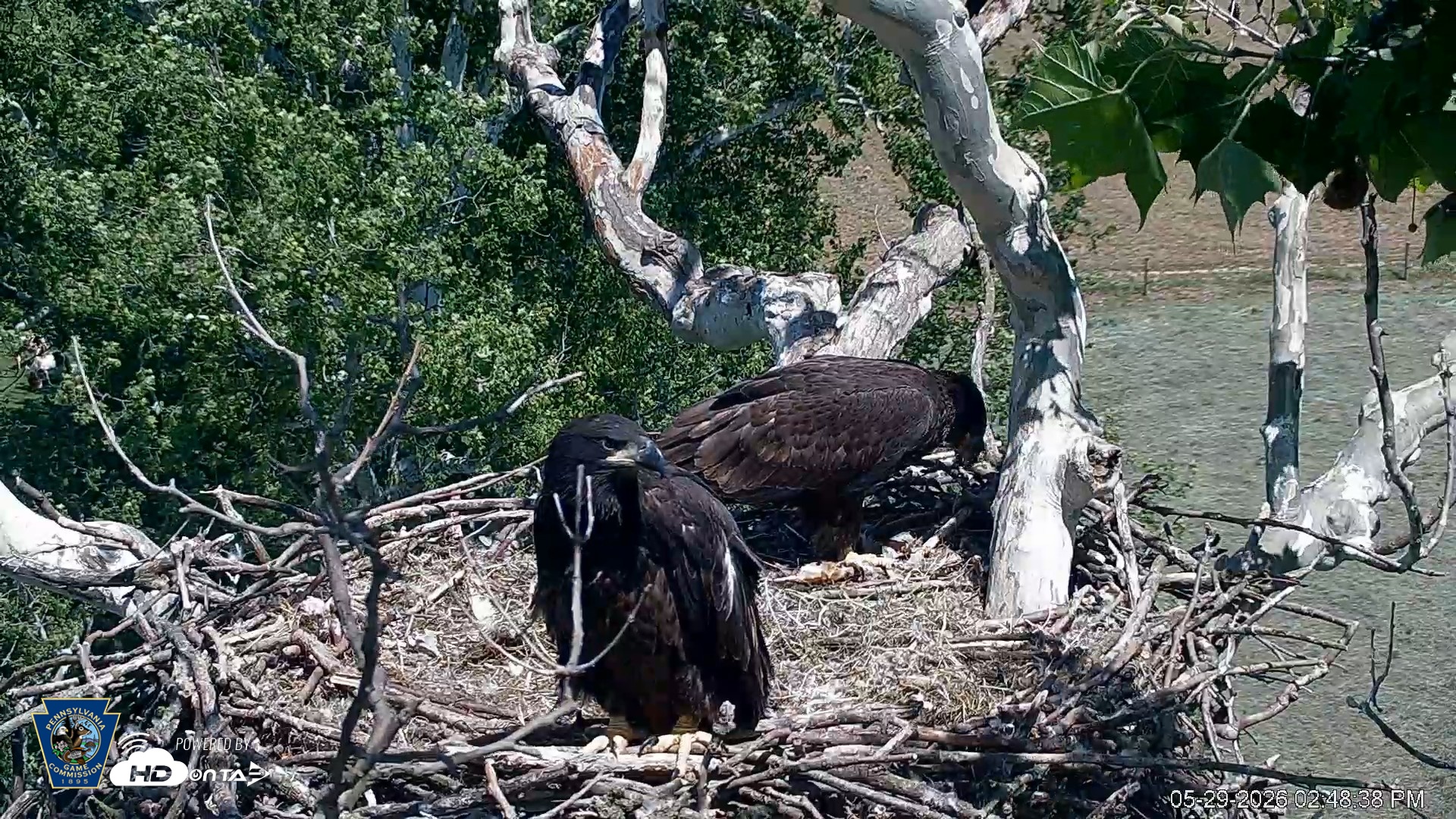 Snapshot of PA Farm Country Eagles Live Cams taken May 29, 2026, 2:49pm EDT