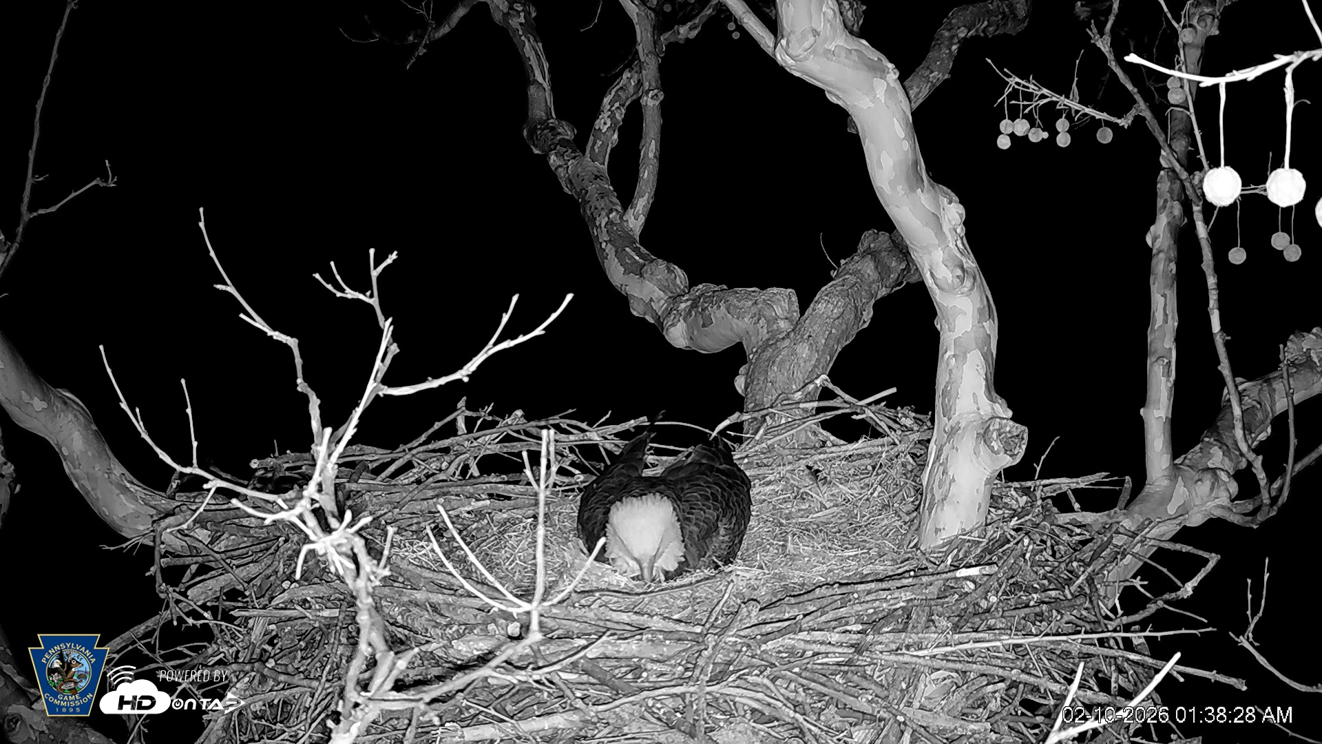 Snapshot of PA Farm Country Eagles Live Cams taken Feb 10, 2026, 1:39am EST