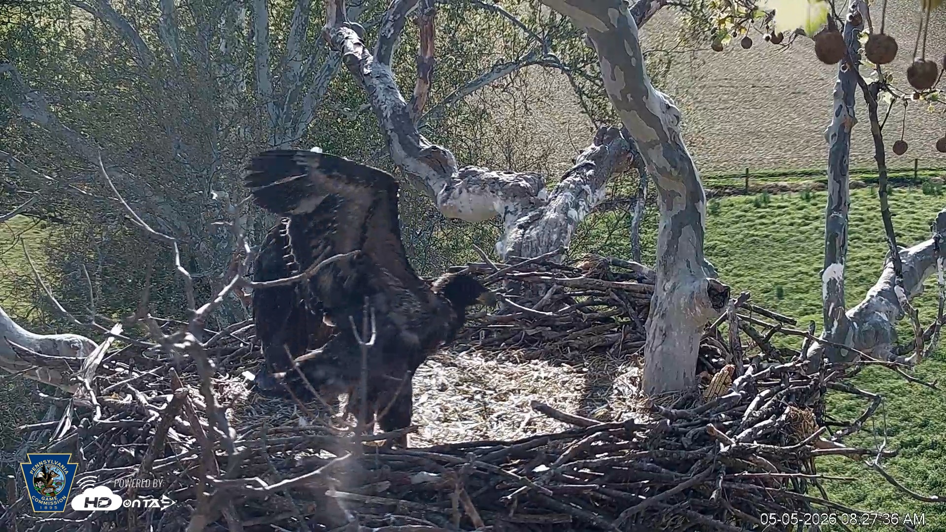 Snapshot of PA Farm Country Eagles Live Cams taken May 5, 2026, 8:28am EDT