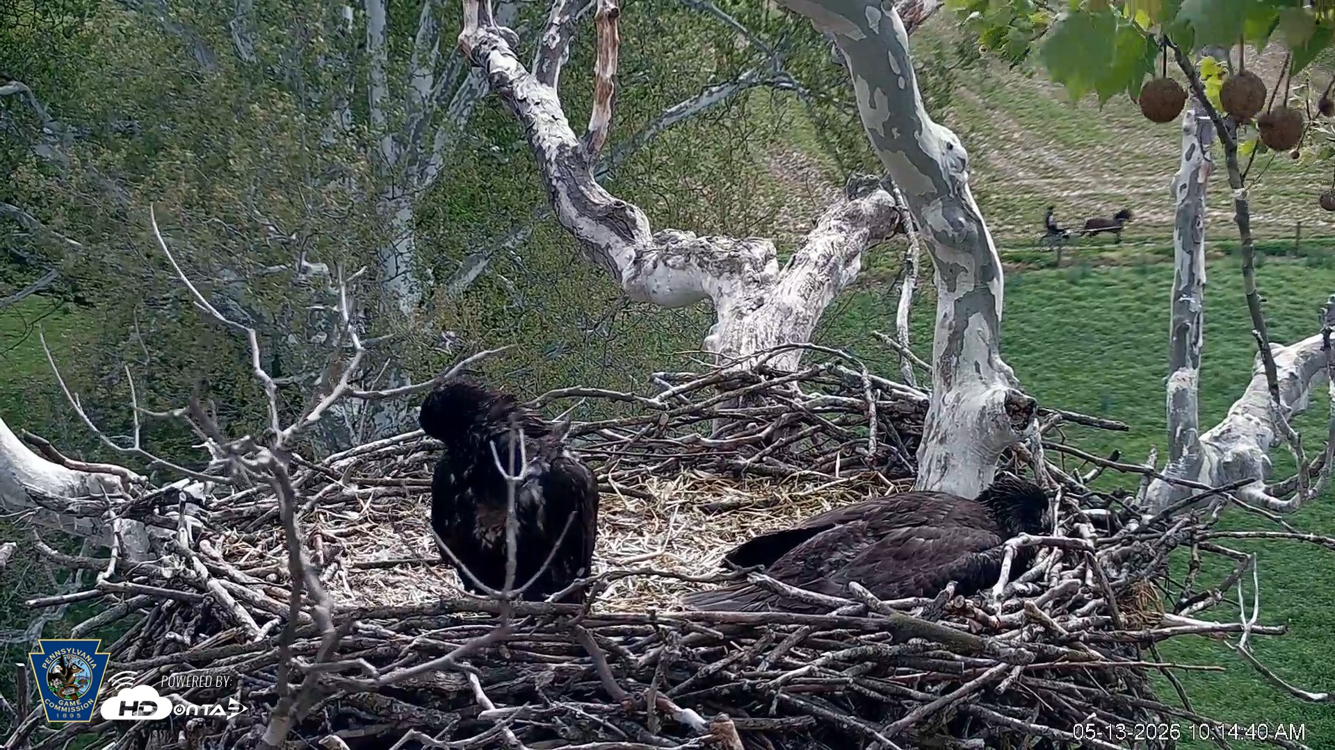 Snapshot of PA Farm Country Eagles Live Cams taken May 13, 2026, 10:15am EDT