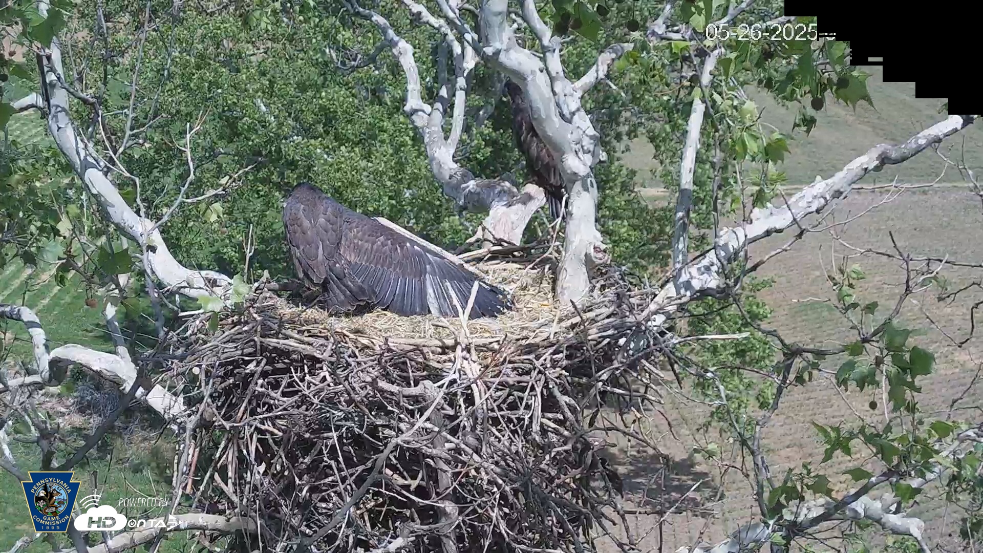 Snapshot of PA Farm Country Eagles Live Cams taken May 26, 2025, 3:14pm EDT