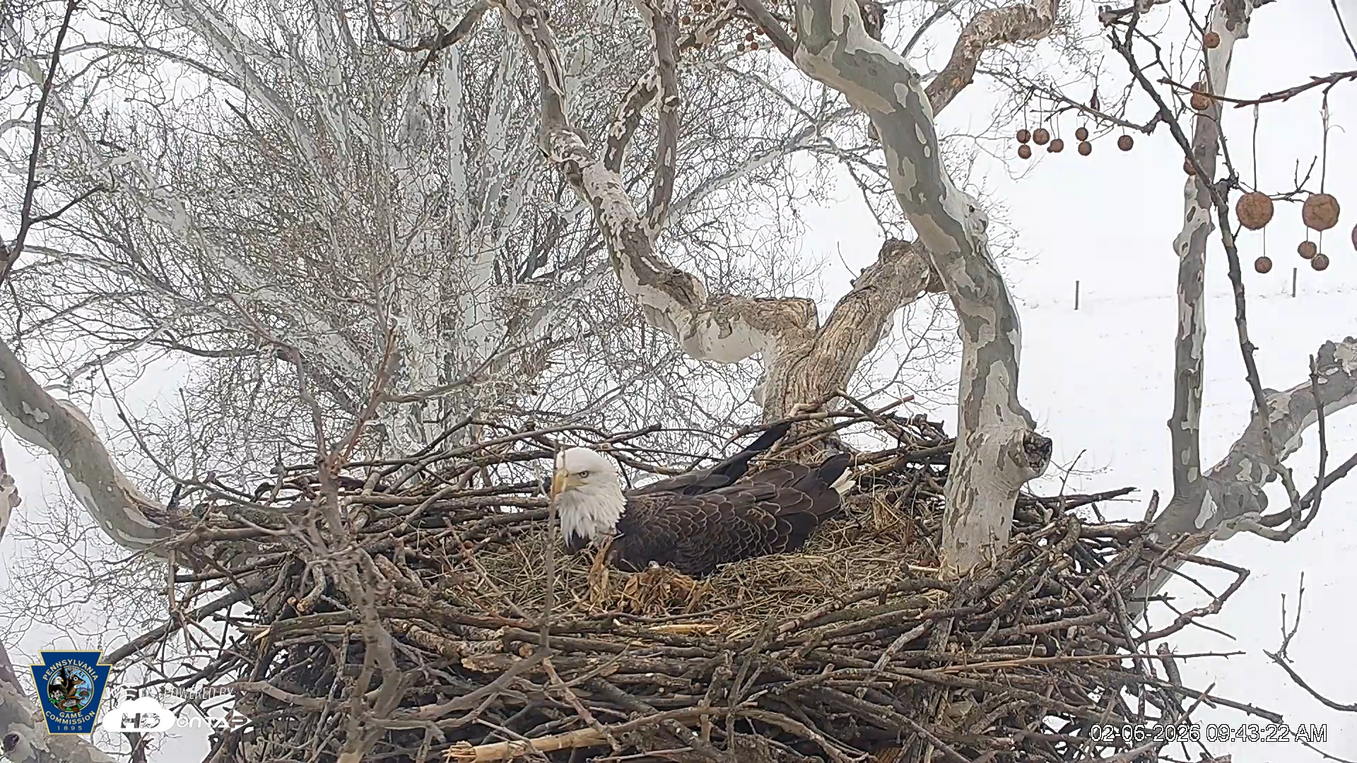 Snapshot of PA Farm Country Eagles Live Cams taken Feb 6, 2026, 9:44am EST
