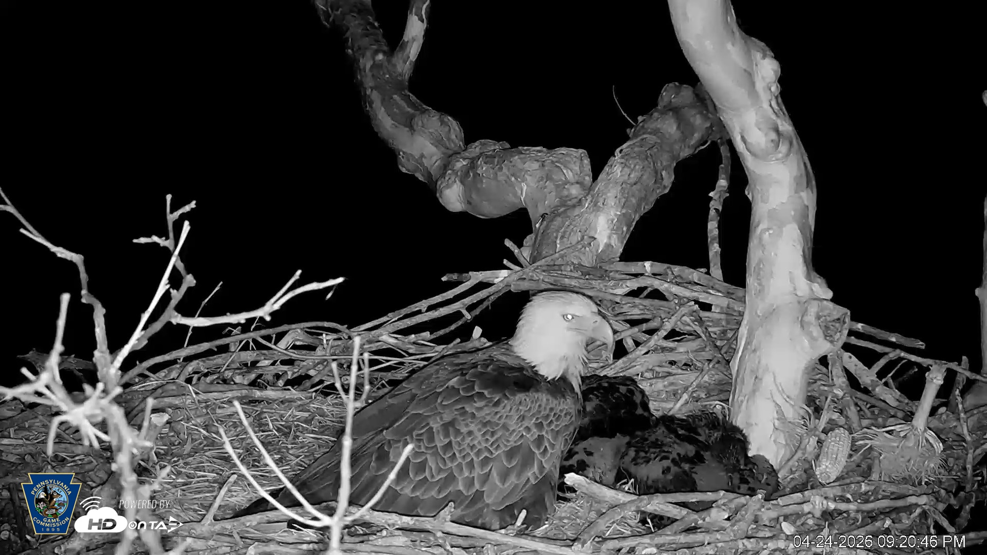 Snapshot of PA Farm Country Eagles Live Cams taken Apr 24, 2026, 9:21pm EDT