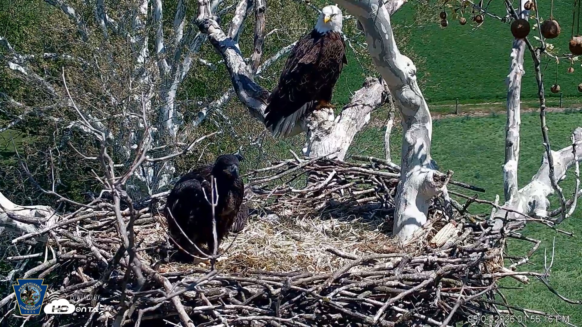 Snapshot of PA Farm Country Eagles Live Cams taken May 1, 2026, 1:57pm EDT
