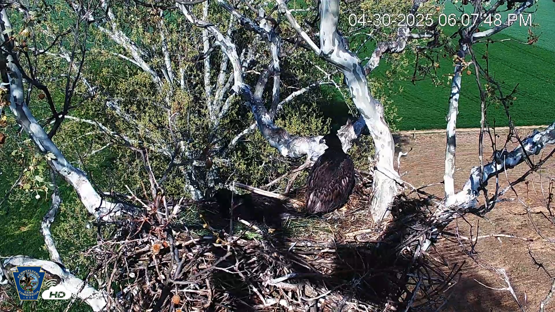 Snapshot of PA Farm Country Eagles Live Cams taken Apr 30, 2025, 6:08pm EDT