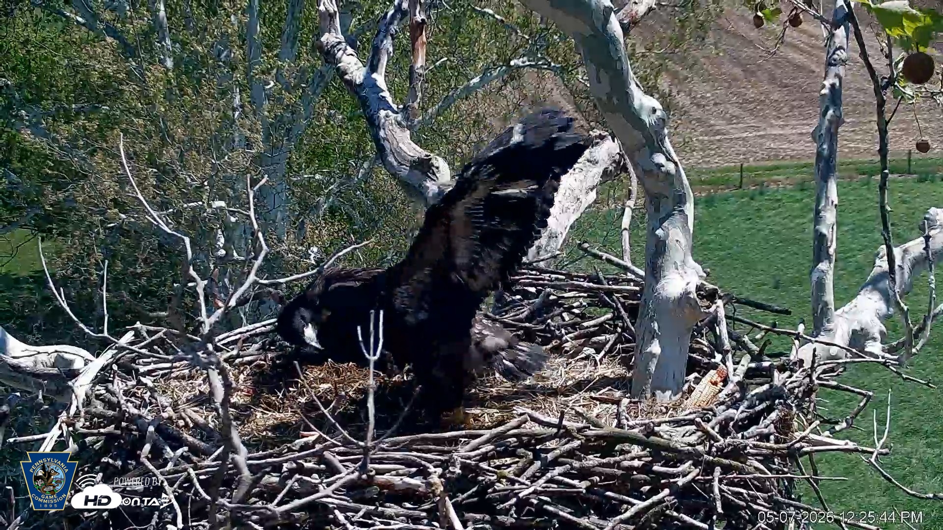 Snapshot of PA Farm Country Eagles Live Cams taken May 7, 2026, 12:26pm EDT
