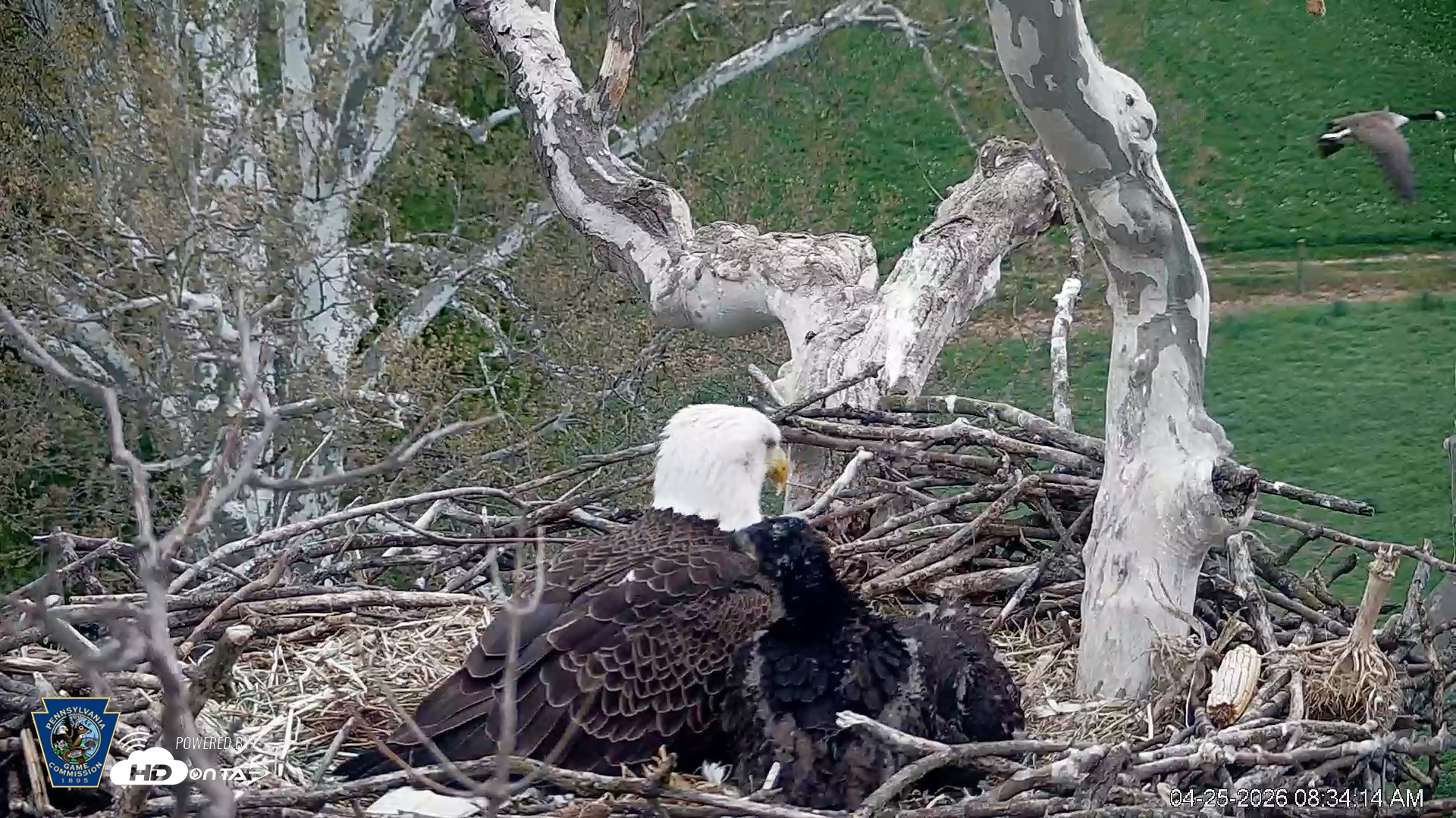 Snapshot of PA Farm Country Eagles Live Cams taken Apr 25, 2026, 8:36am EDT