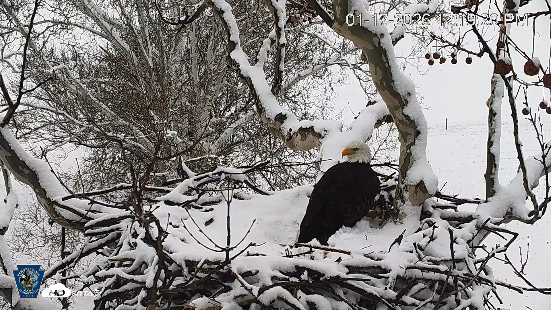 Snapshot of PA Farm Country Eagles Live Cams taken Jan 17, 2026, 12:20pm EST