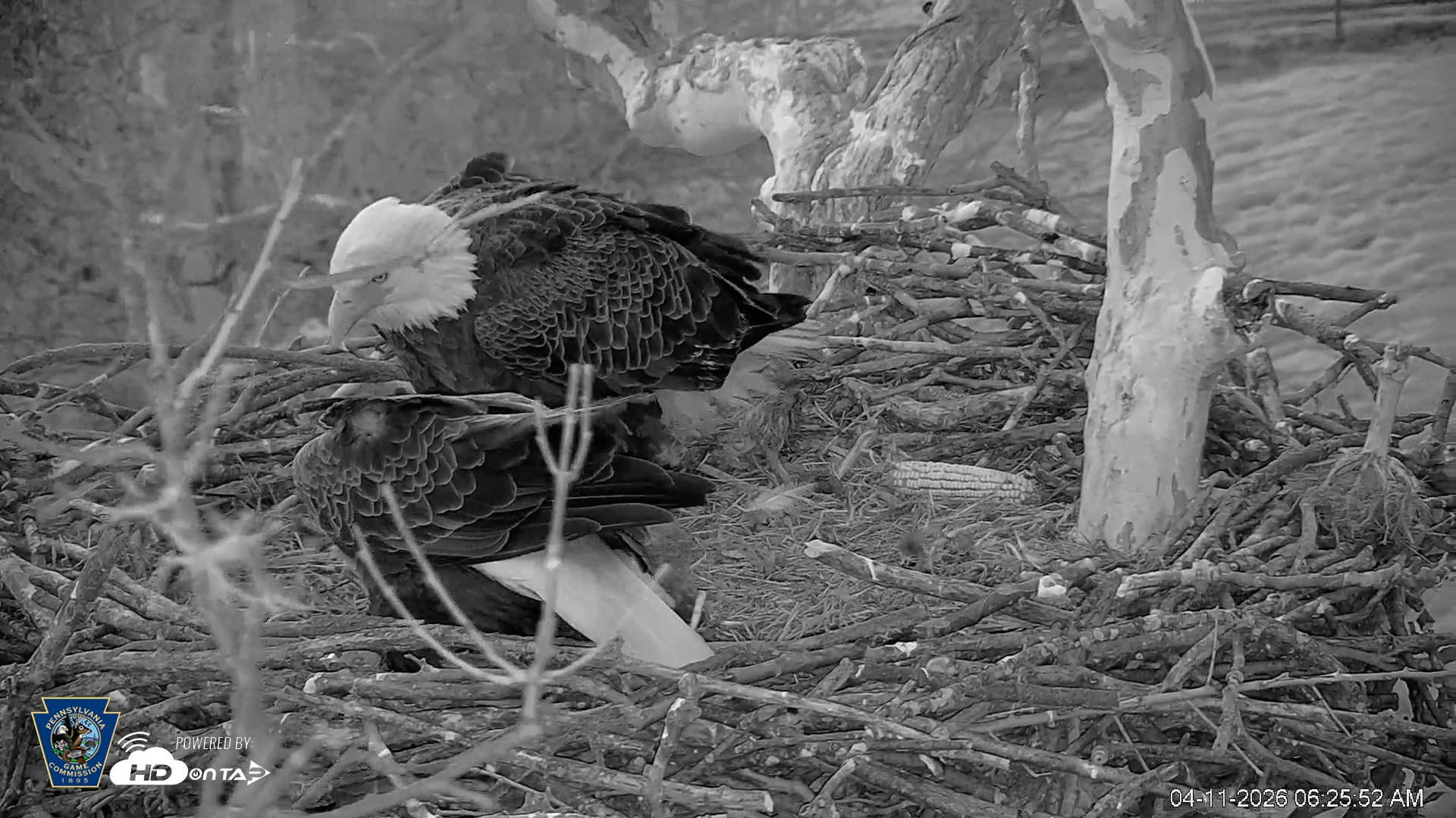 Snapshot of PA Farm Country Eagles Live Cams taken Apr 11, 2026, 6:27am EDT