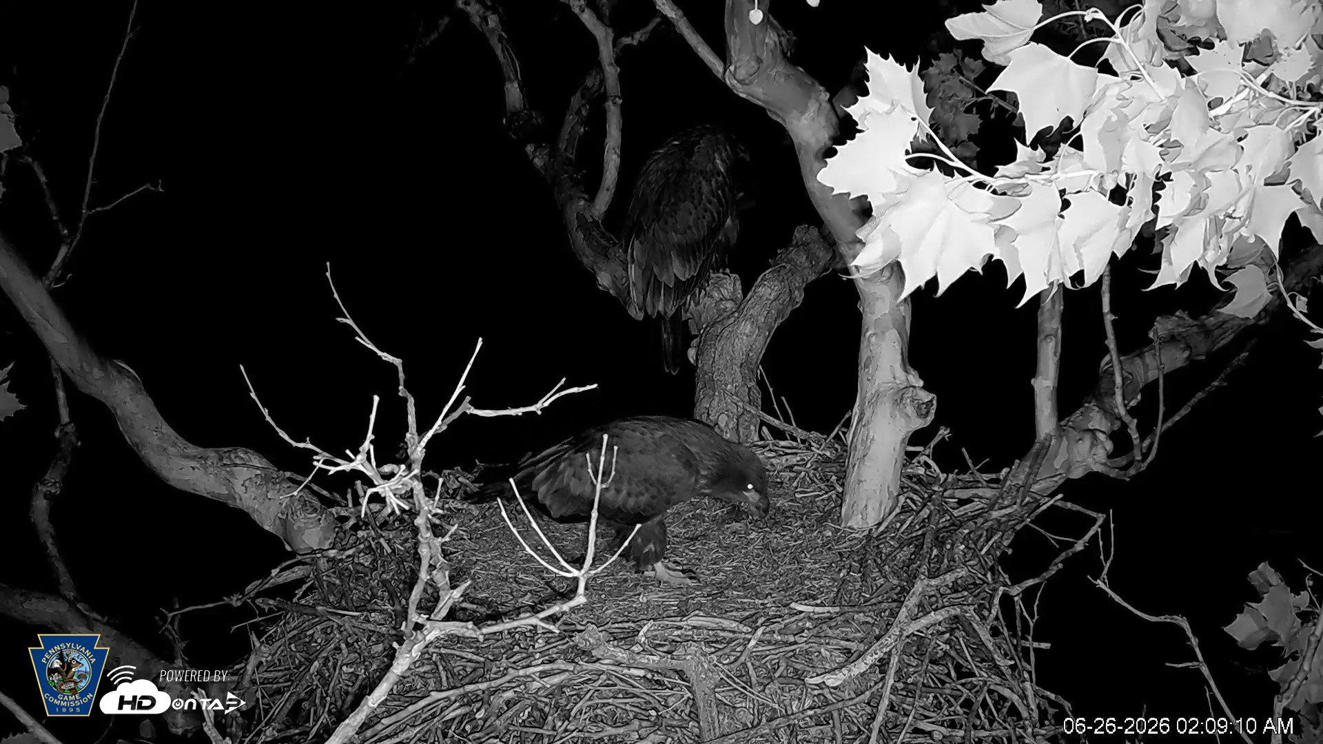 Snapshot of PA Farm Country Eagles Live Cams taken Jun 26, 2026, 2:10am EDT