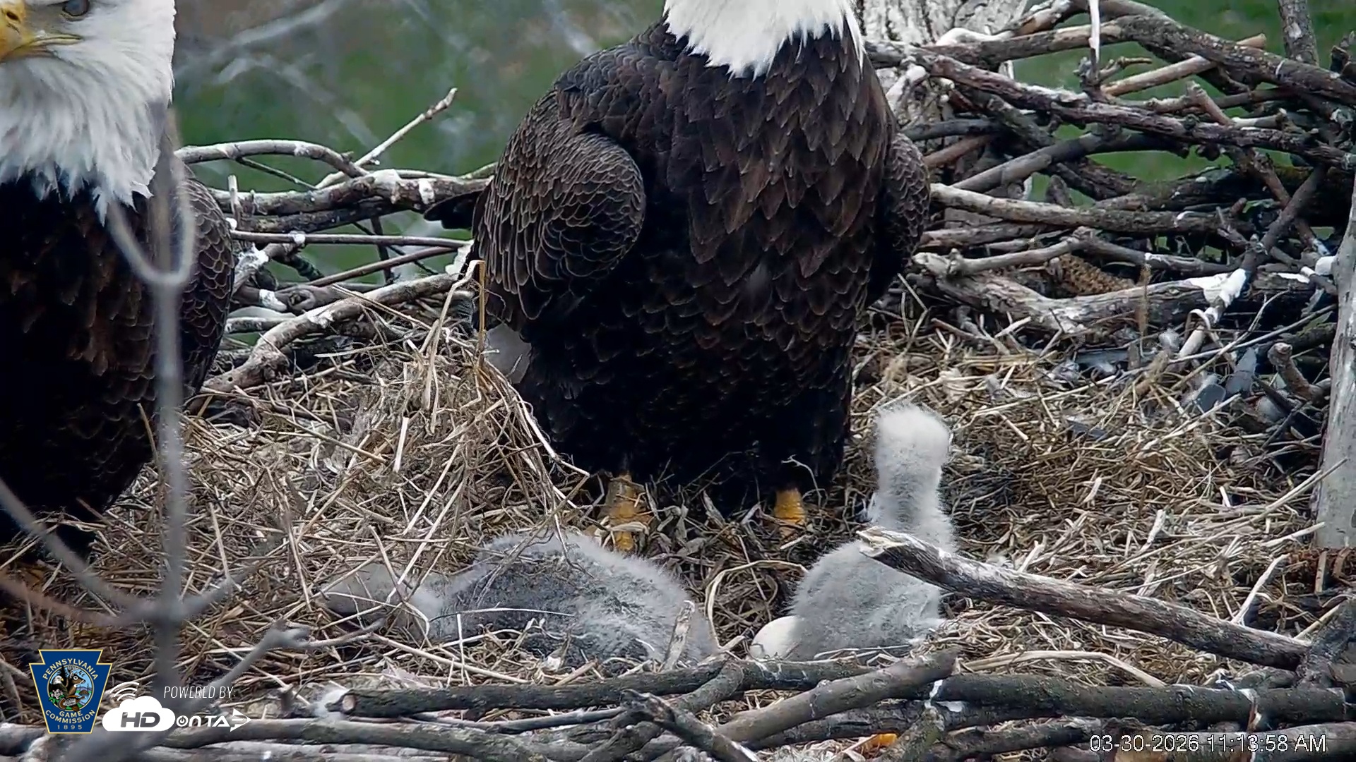 Snapshot of PA Farm Country Eagles Live Cams taken Mar 30, 2026, 11:14am EDT