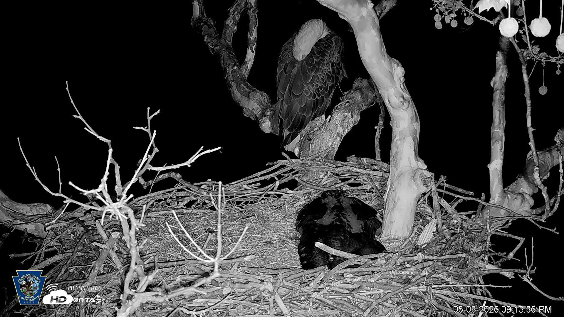 Snapshot of PA Farm Country Eagles Live Cams taken May 3, 2026, 9:14pm EDT