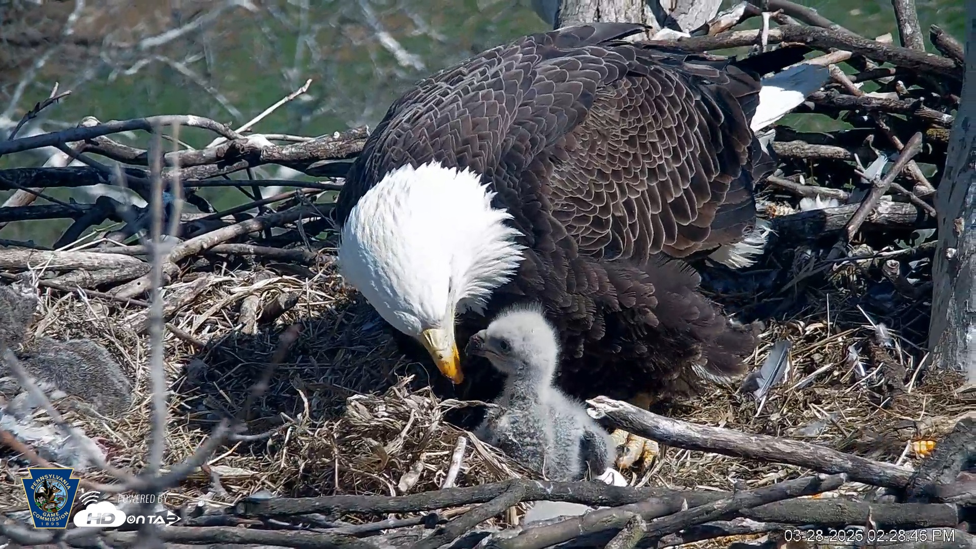 Snapshot of PA Farm Country Eagles Live Cams taken Mar 28, 2026, 2:29pm EDT