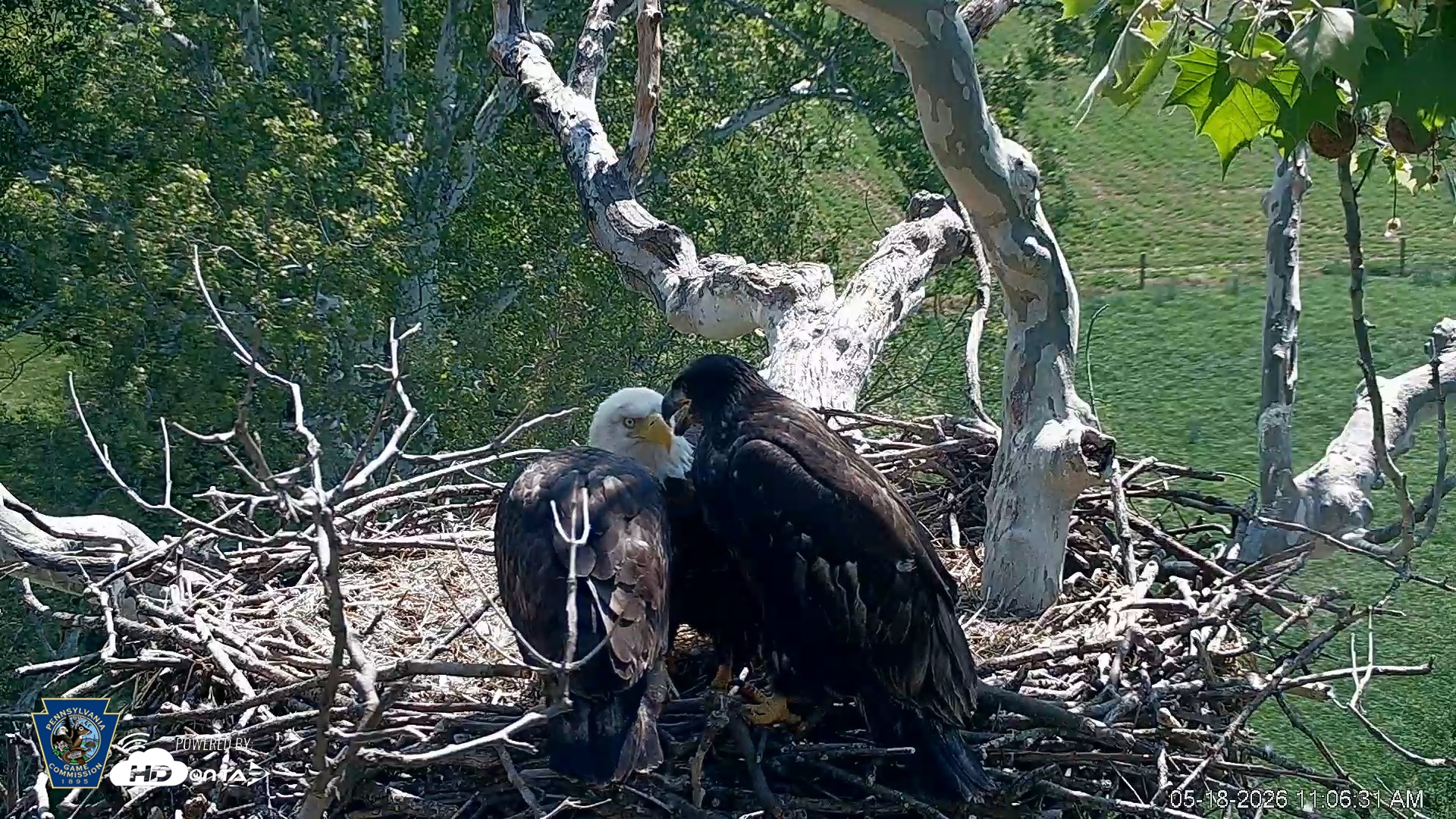 Snapshot of PA Farm Country Eagles Live Cams taken May 18, 2026, 11:08am EDT