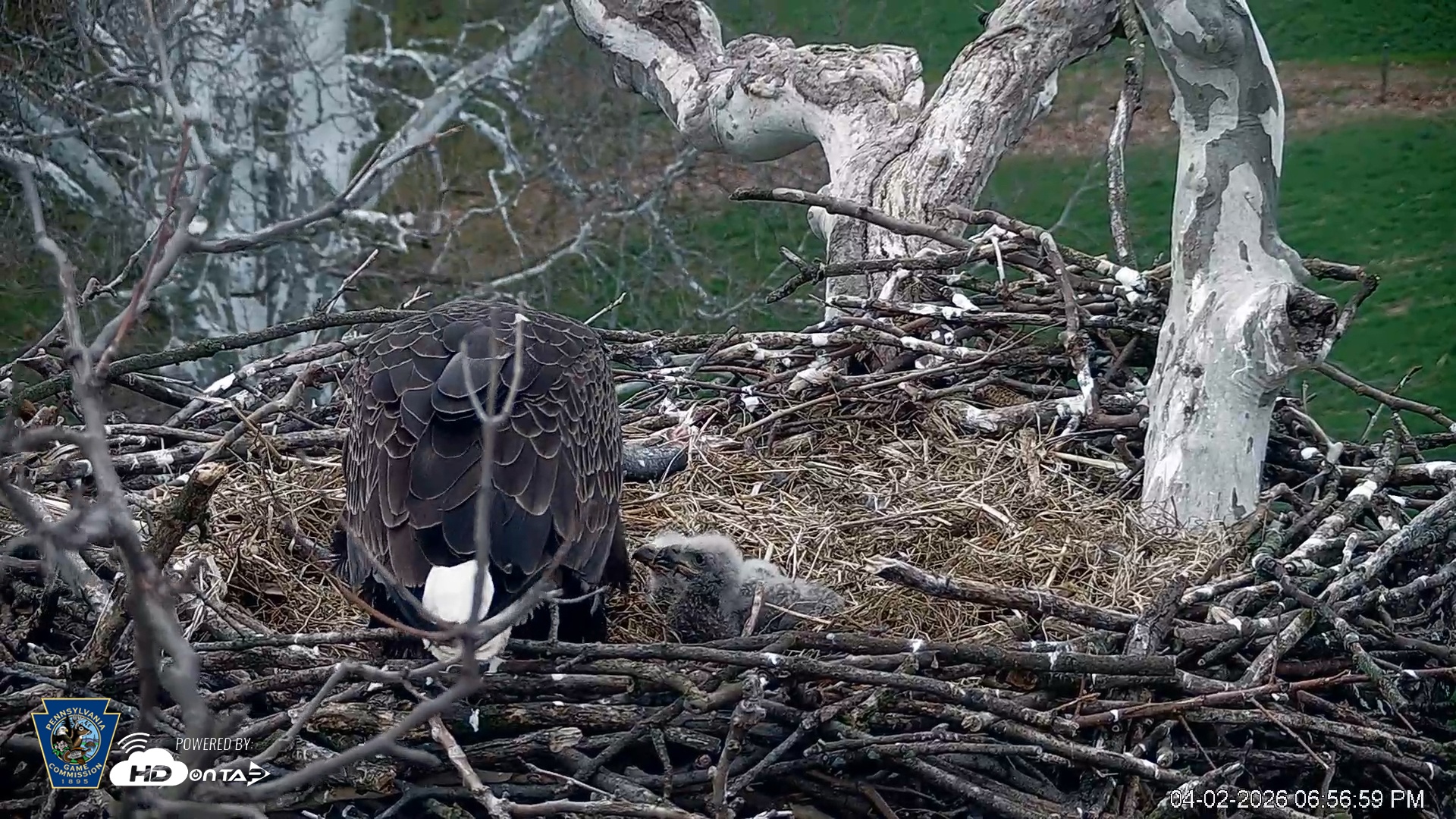 Snapshot of PA Farm Country Eagles Live Cams taken Apr 2, 2026, 6:57pm EDT
