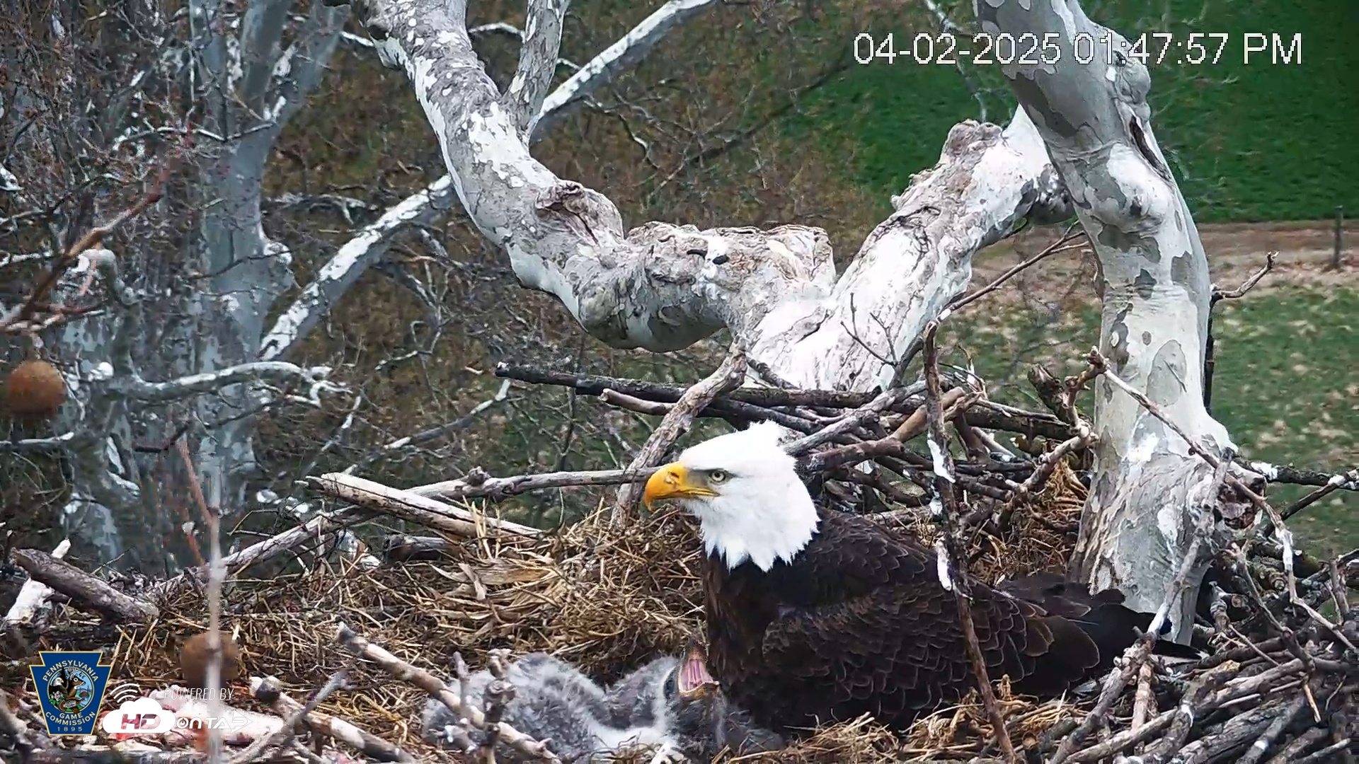 Snapshot of PA Farm Country Eagles Live Cams taken Apr 2, 2025, 1:48pm EDT
