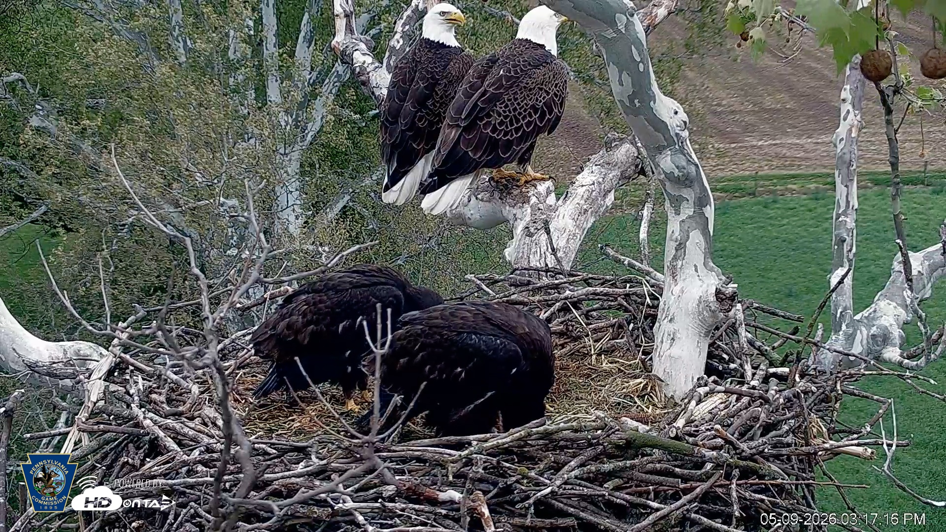 Snapshot of PA Farm Country Eagles Live Cams taken May 9, 2026, 3:17pm EDT