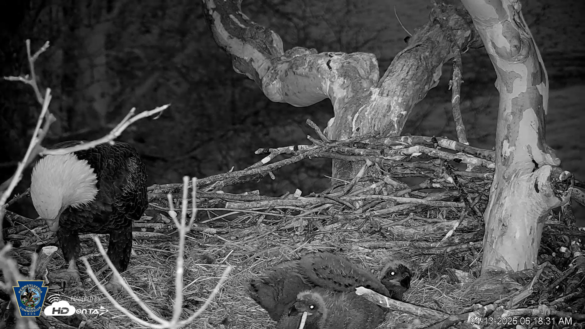 Snapshot of PA Farm Country Eagles Live Cams taken Apr 13, 2026, 6:19am EDT