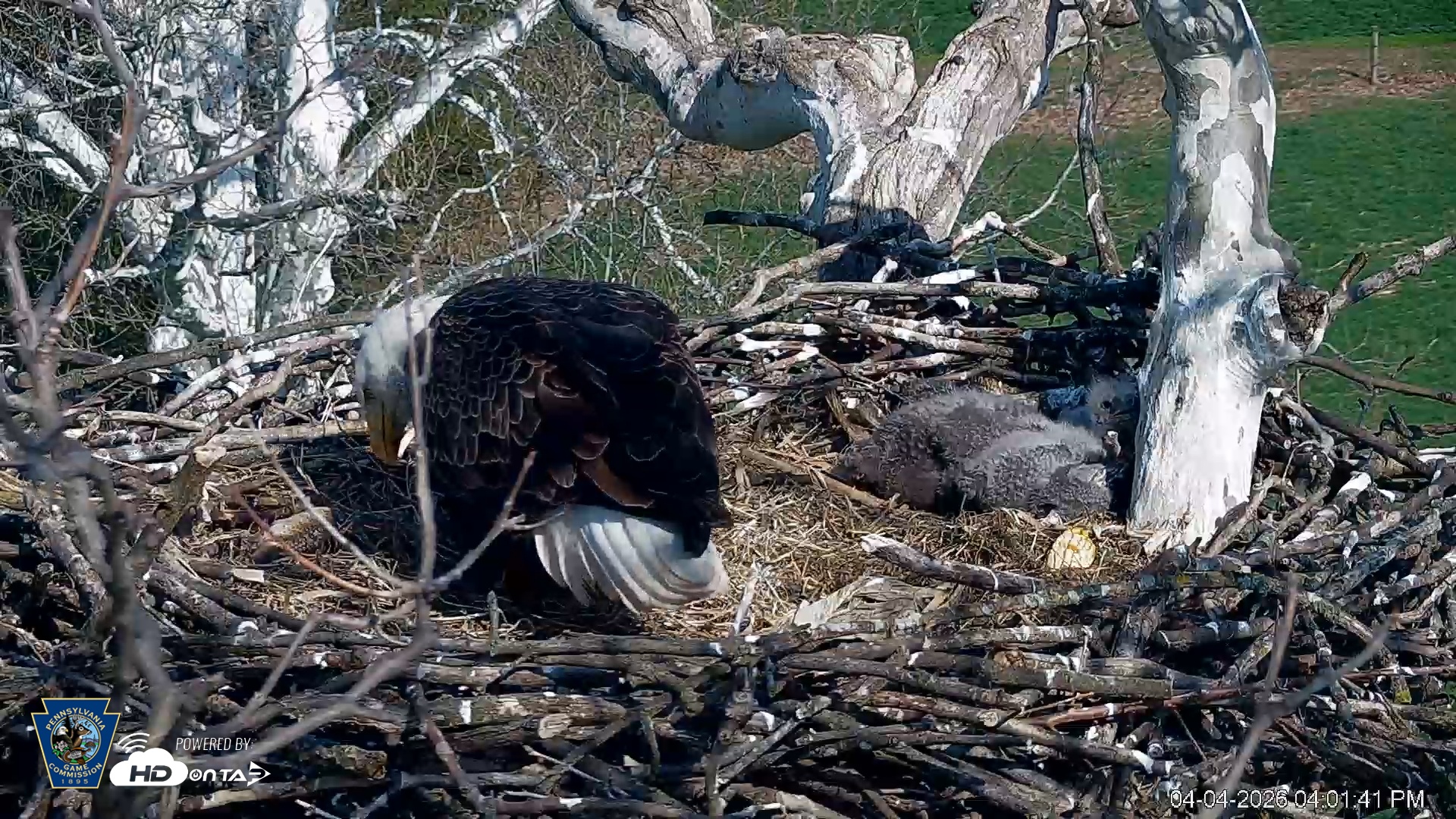 Snapshot of PA Farm Country Eagles Live Cams taken Apr 4, 2026, 4:02pm EDT